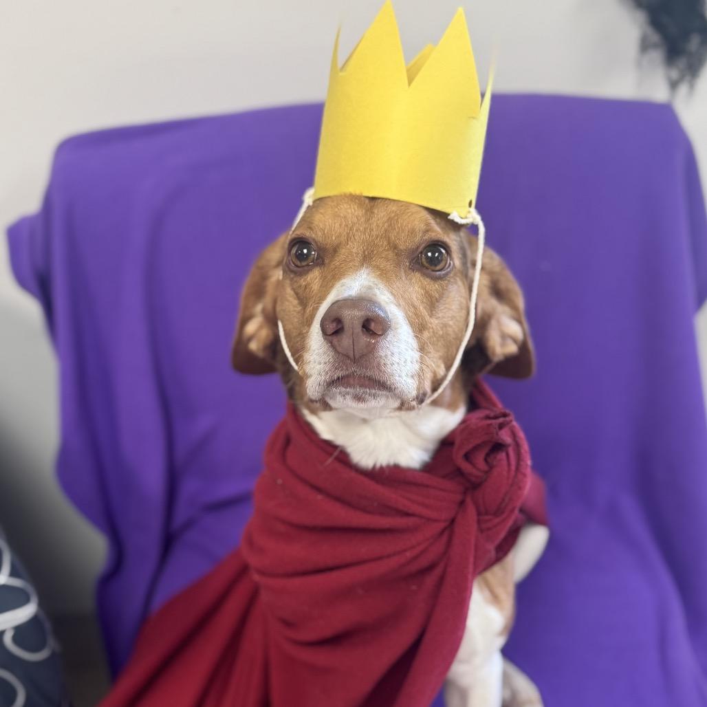 Enlarge Lord Harlod, a Adoptable Beagle in Milford, IA image 2/5