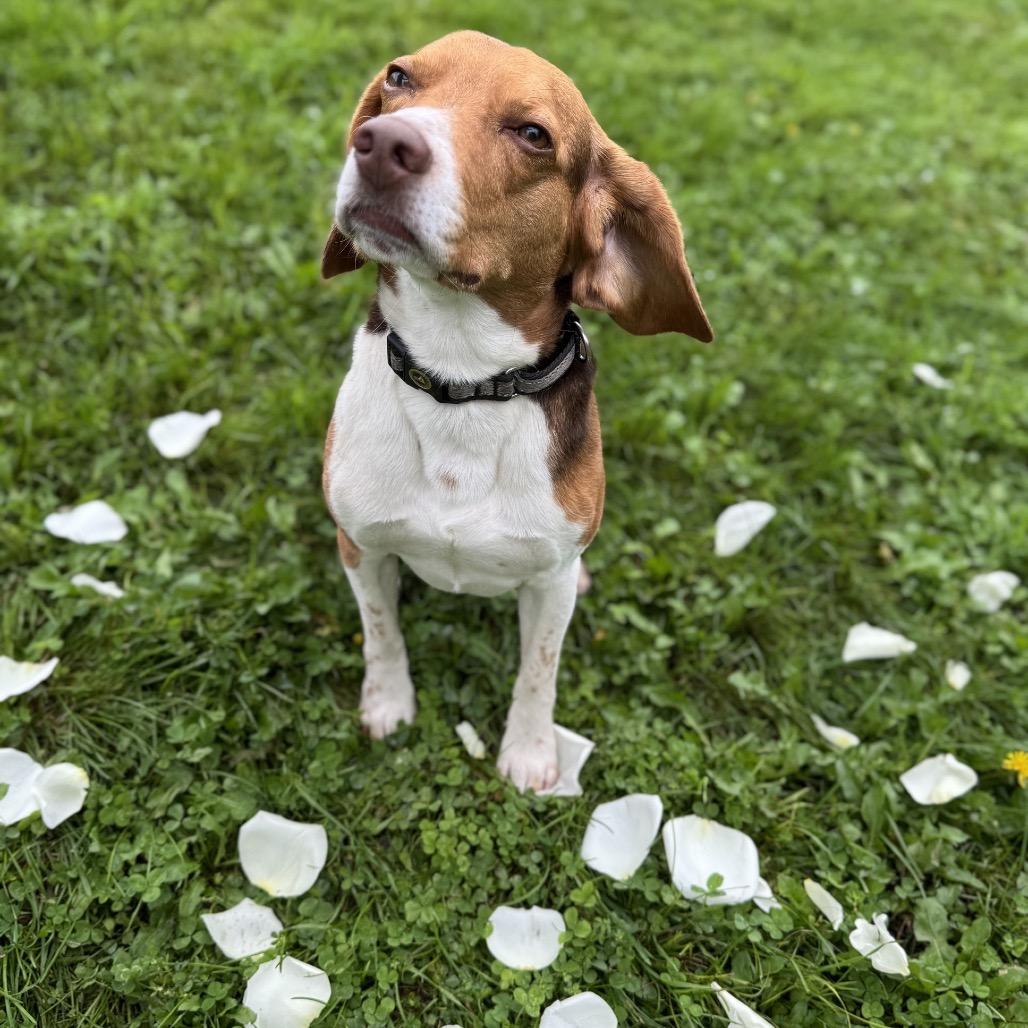 Enlarge Lord Harlod, a Adoptable Beagle in Milford, IA image 3/5