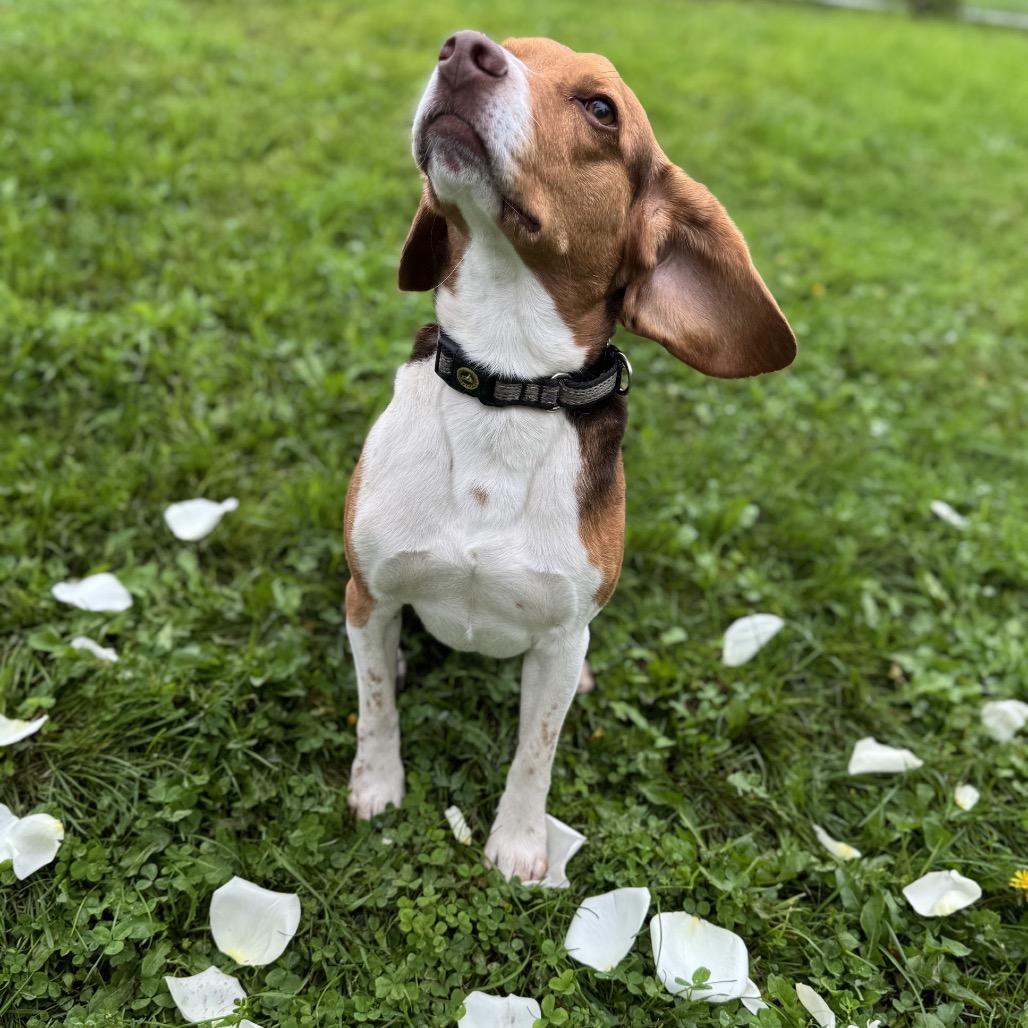 Enlarge Lord Harlod, a Adoptable Beagle in Milford, IA image 4/5
