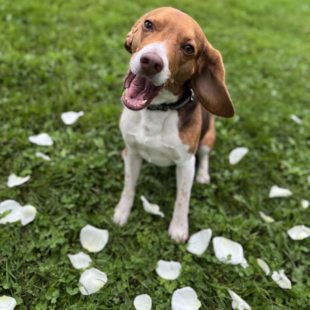 Enlarge Lord Harlod, a Adoptable Beagle in Milford, IA image 5/5