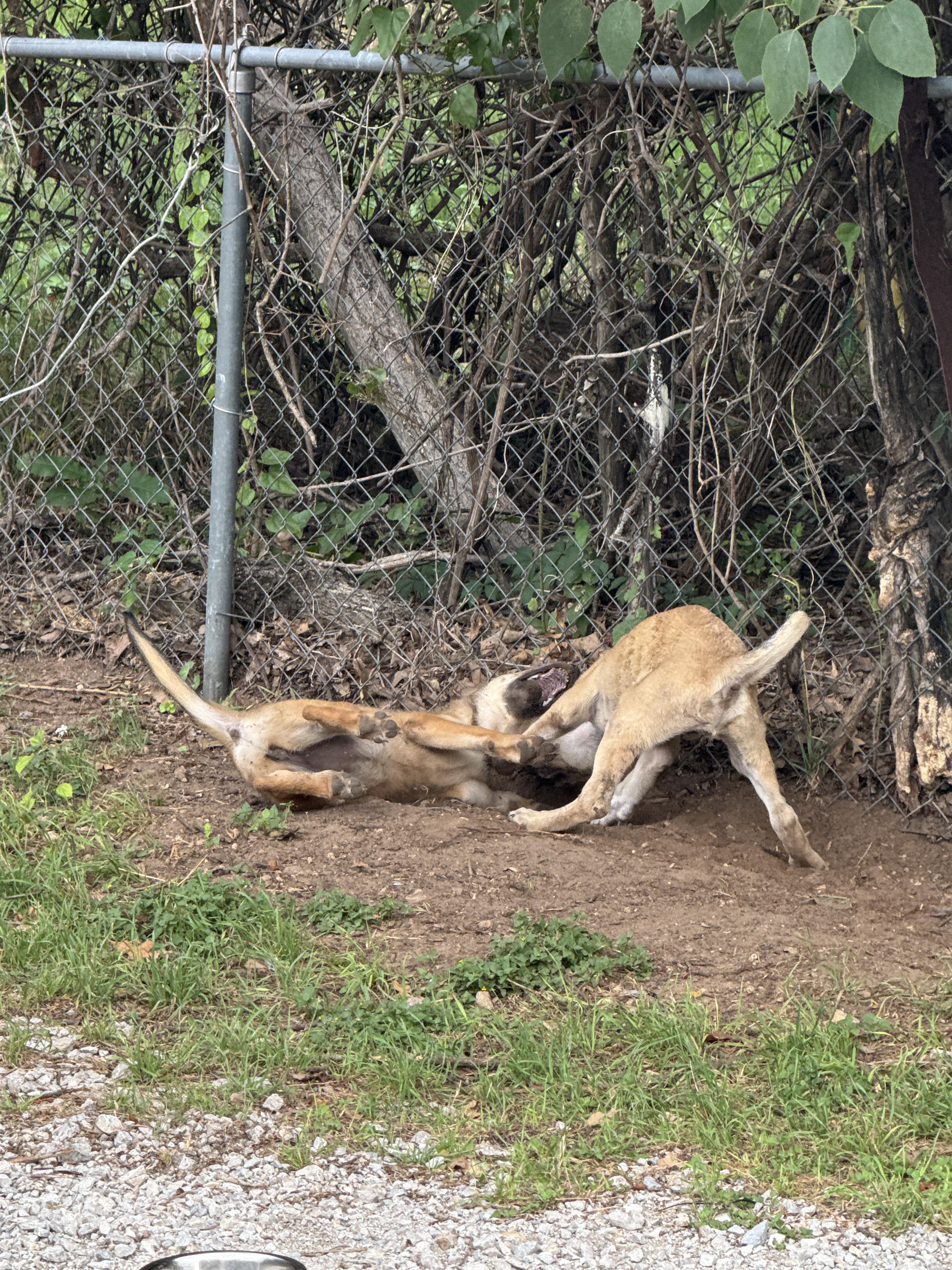Enlarge Reba, an adopted mixed breed in Azle, TX image 5/5
