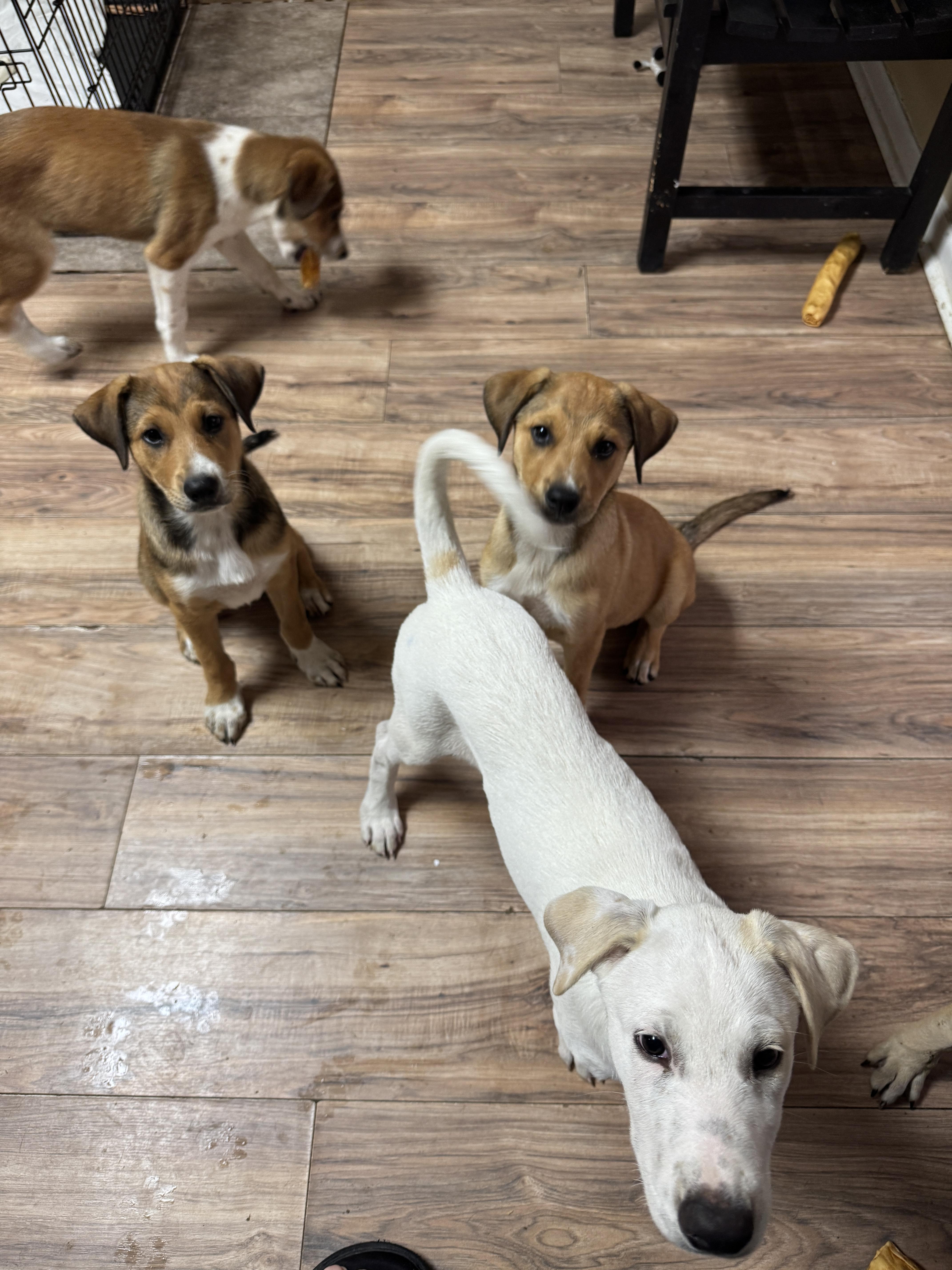 Enlarge Reba, an adopted mixed breed in Azle, TX image 4/5