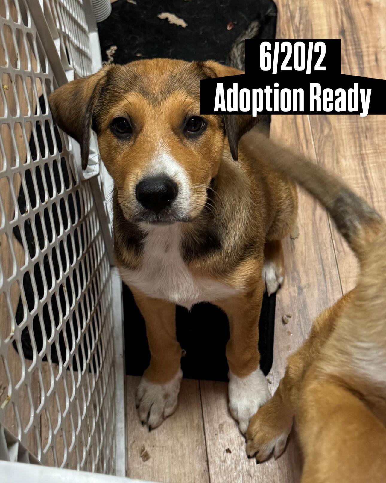 Enlarge Reba, an adopted mixed breed in Azle, TX image 2/5