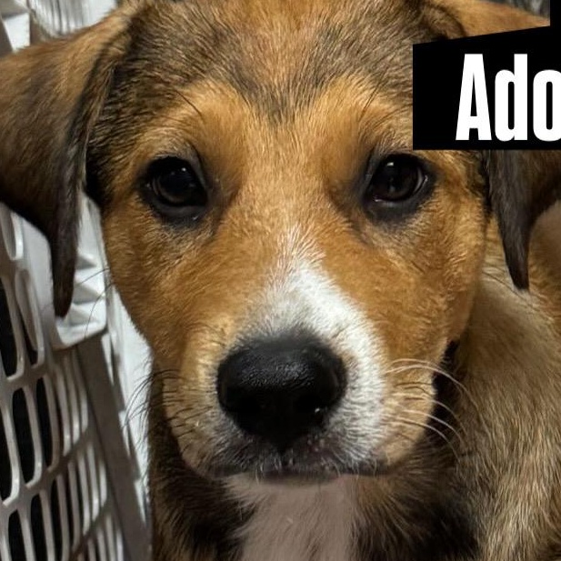 Enlarge Reba, an adopted mixed breed in Azle, TX image 1/5