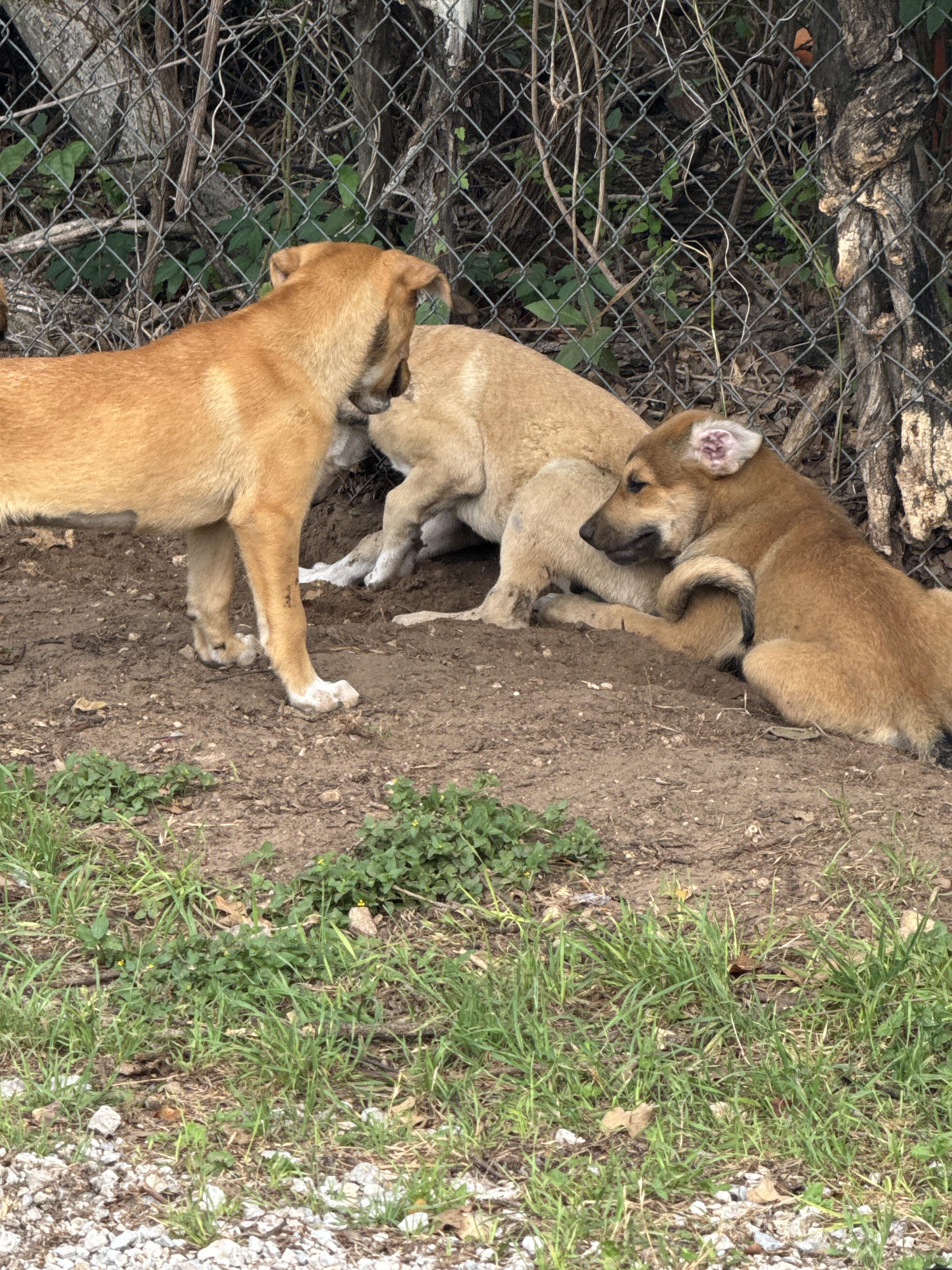 Enlarge Reba, an adopted mixed breed in Azle, TX image 3/5