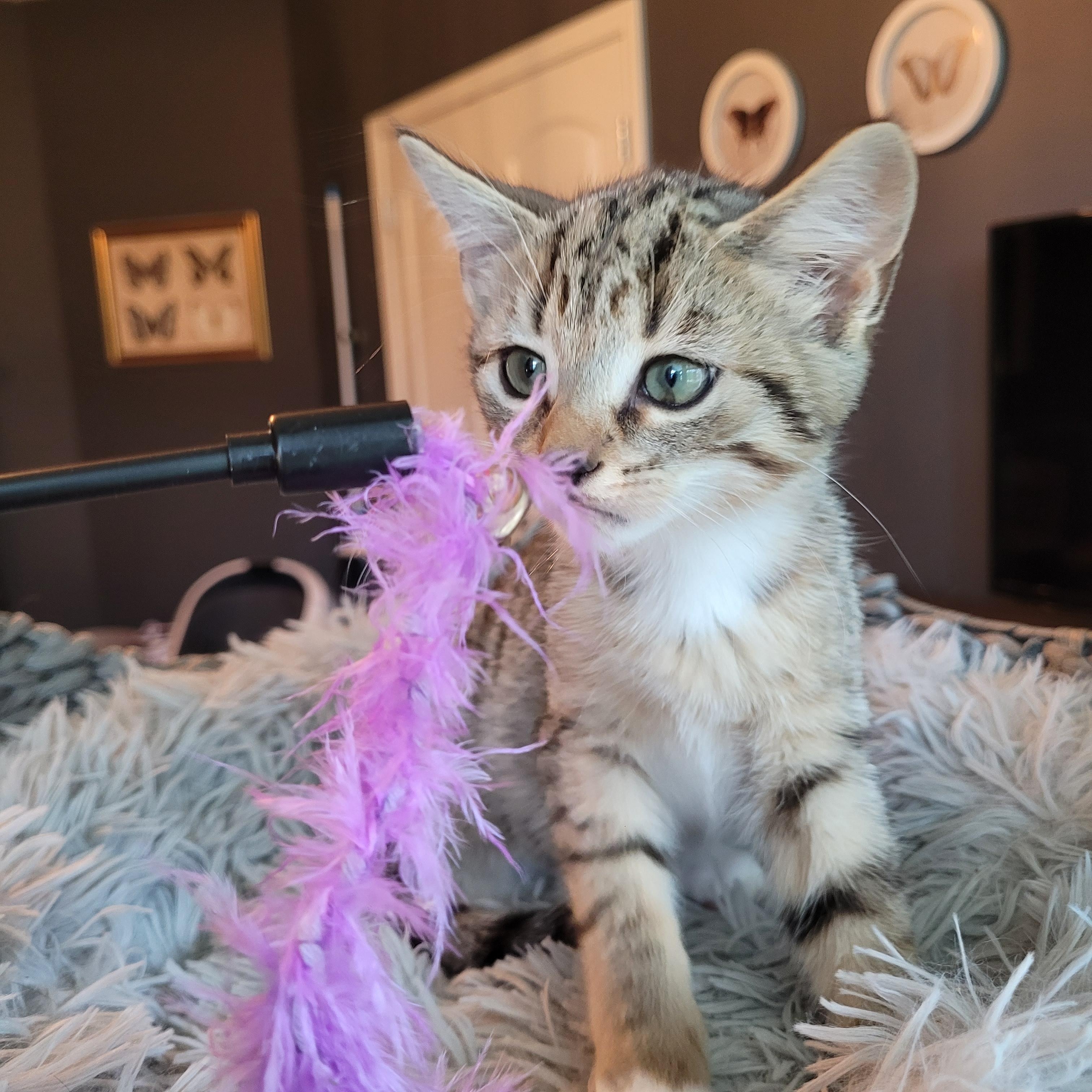Enlarge Mittens, a Adopted Domestic Short Hair in Indianapolis, IN image 5/6
