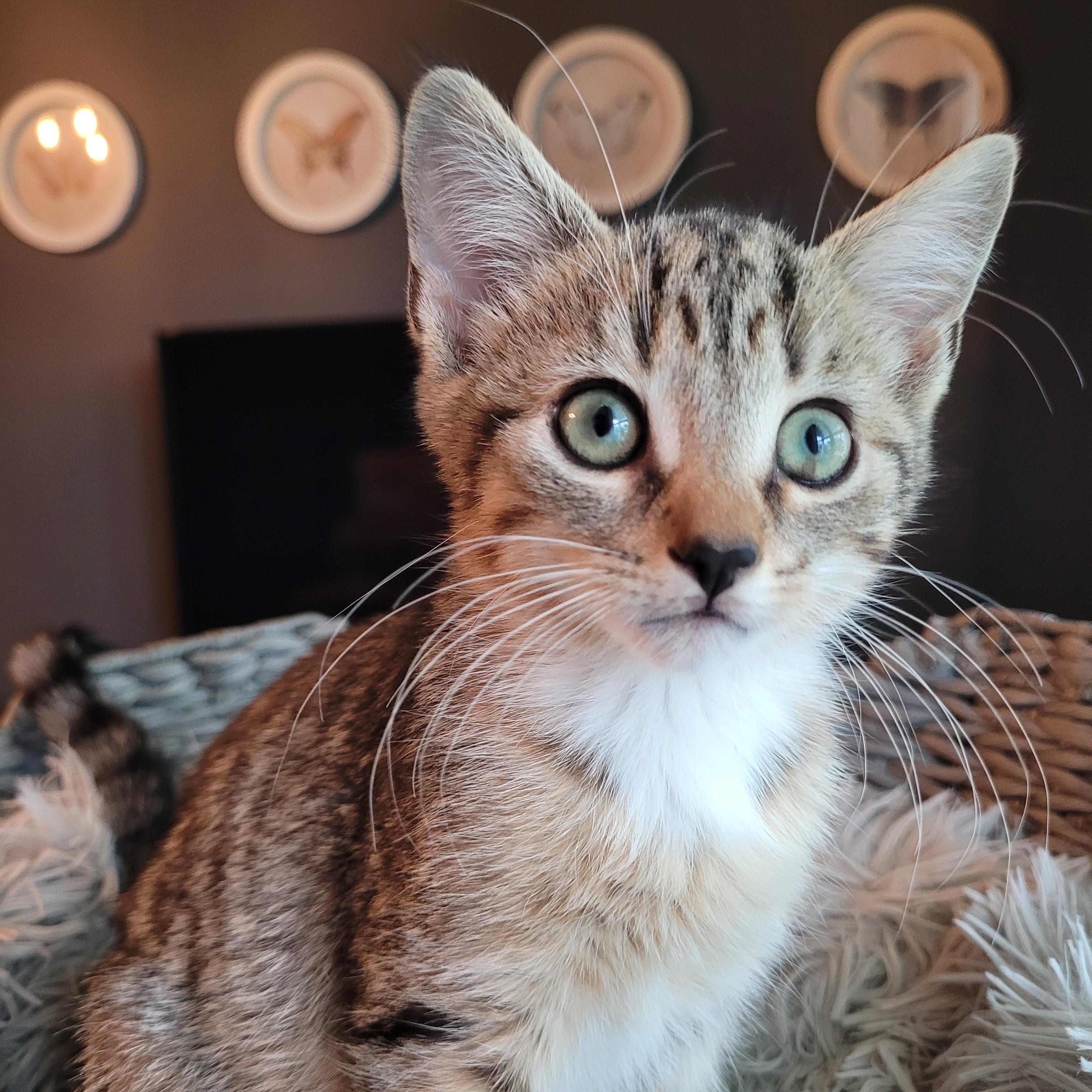 Enlarge Mittens, a Adopted Domestic Short Hair in Indianapolis, IN image 4/6