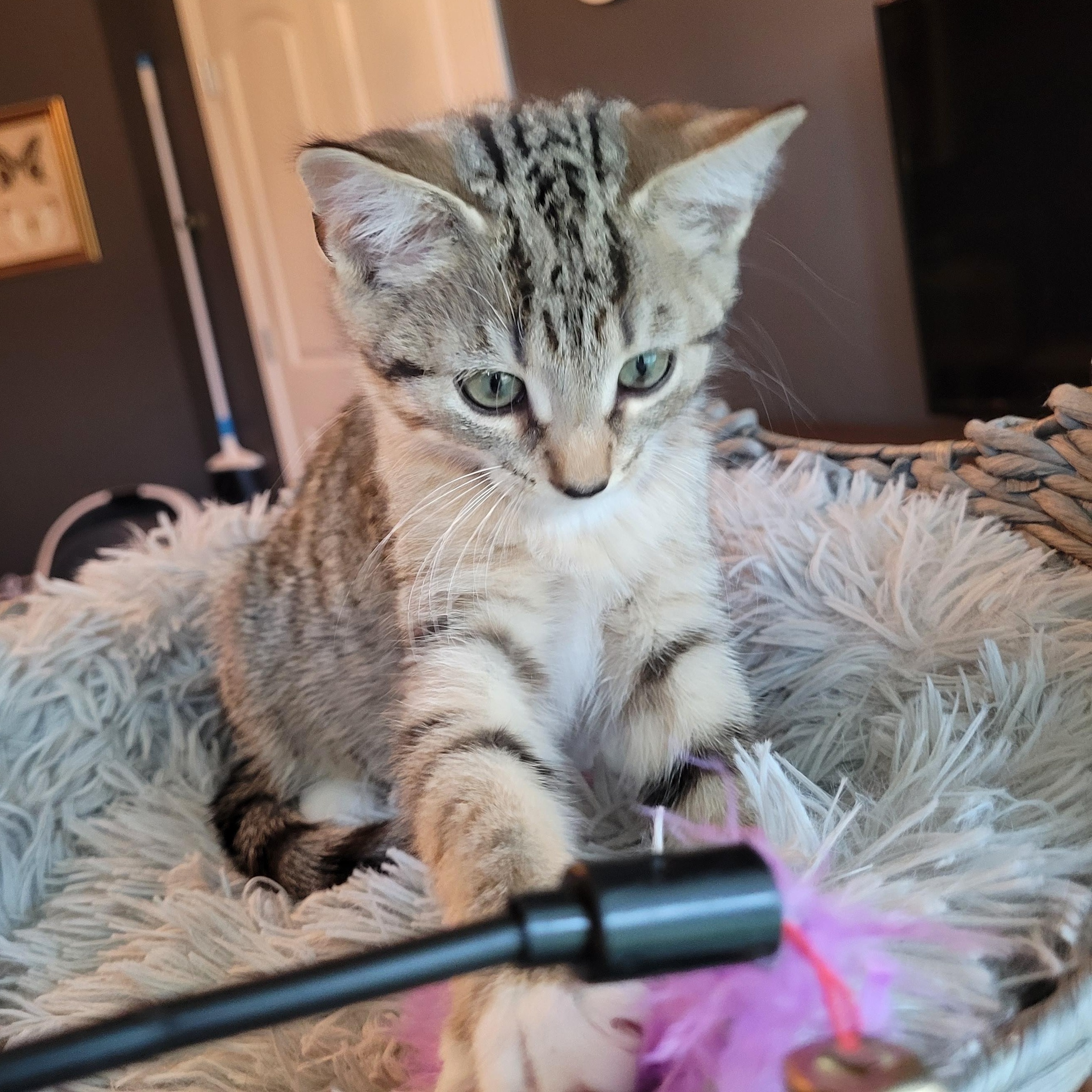 Enlarge Mittens, a Adopted Domestic Short Hair in Indianapolis, IN image 3/6