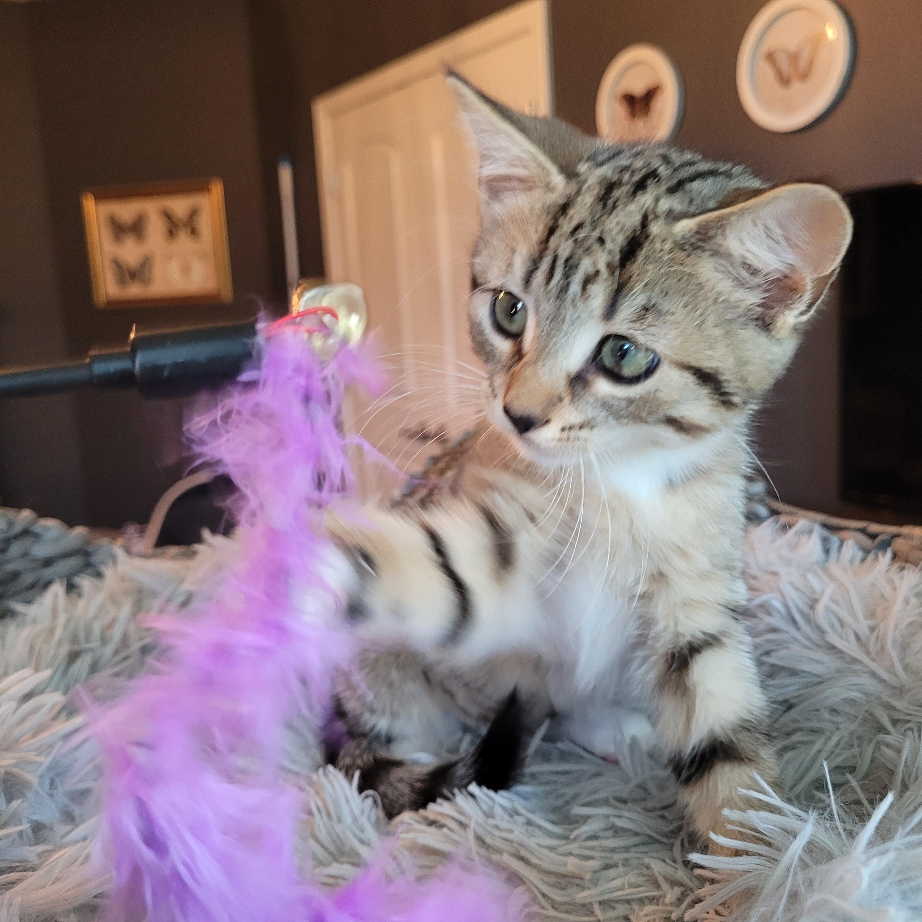 Mittens, Adopted, Kitten Female Domestic Short Hair.
