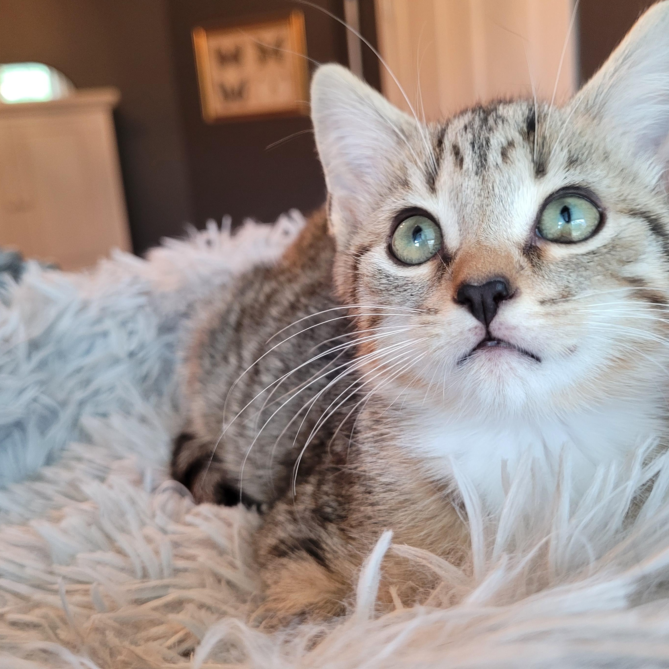 Enlarge Mittens, a Adopted Domestic Short Hair in Indianapolis, IN image 2/6