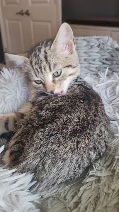 Enlarge Mittens, a Adopted Domestic Short Hair in Indianapolis, IN video 6/6