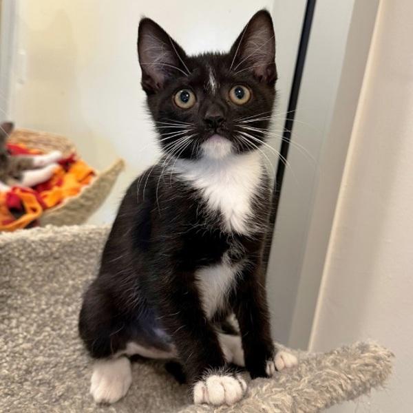 Enlarge Rainbow, a Adoptable mixed breed in Walnut Creek, CA image 2/2