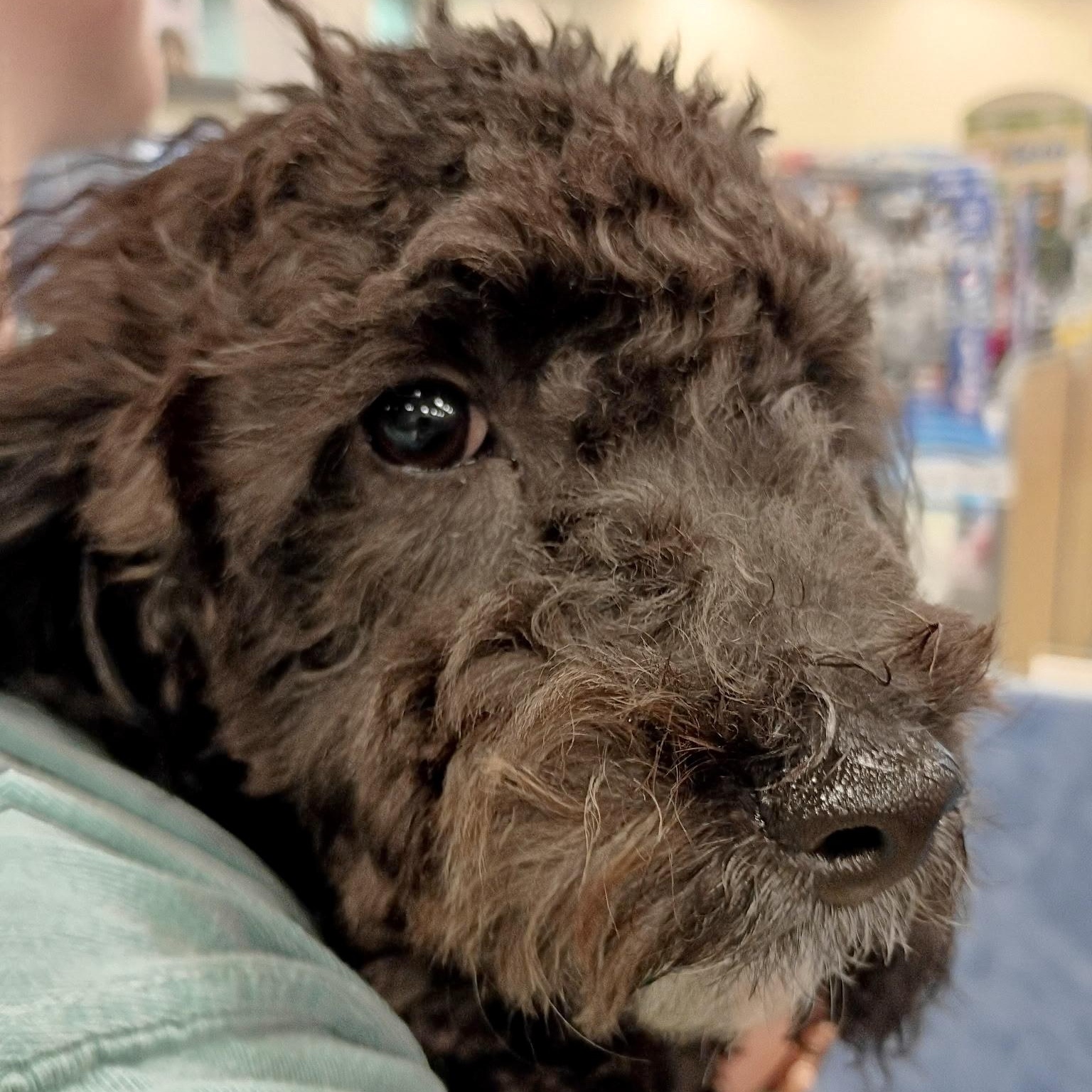 Jet - Toy Poodle Puppy, adopted, Puppy Male Poodle (Toy).