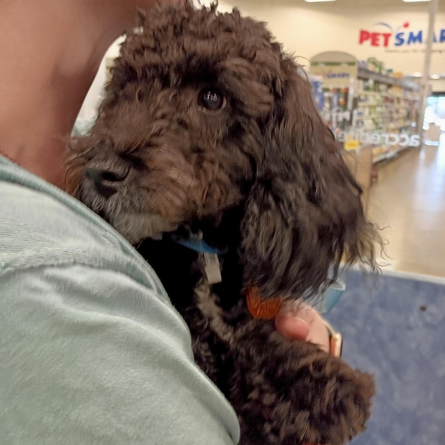 Jet - Toy Poodle Puppy, an adopted Poodle (Toy) in Tulsa, OK image 2/3