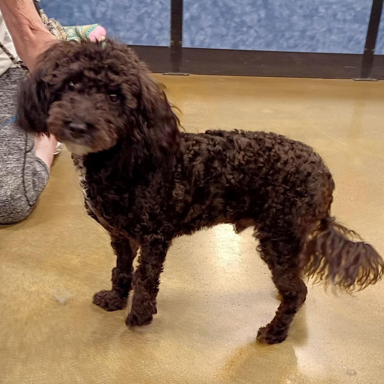 Jet - Toy Poodle Puppy, an adopted Poodle (Toy) in Tulsa, OK image 3/3