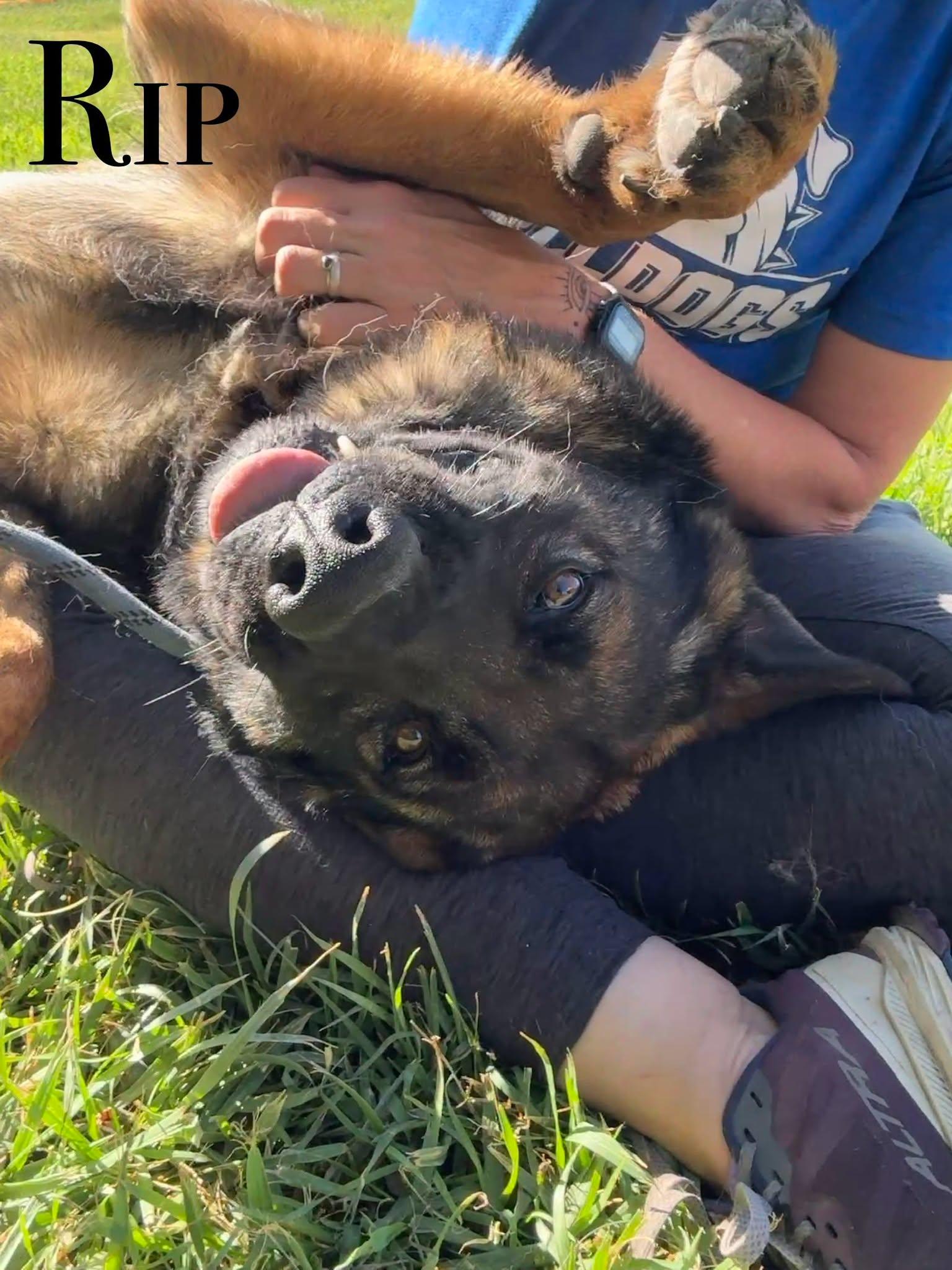 Rip, ADOPTABLE, Adult Male German Shepherd Dog.