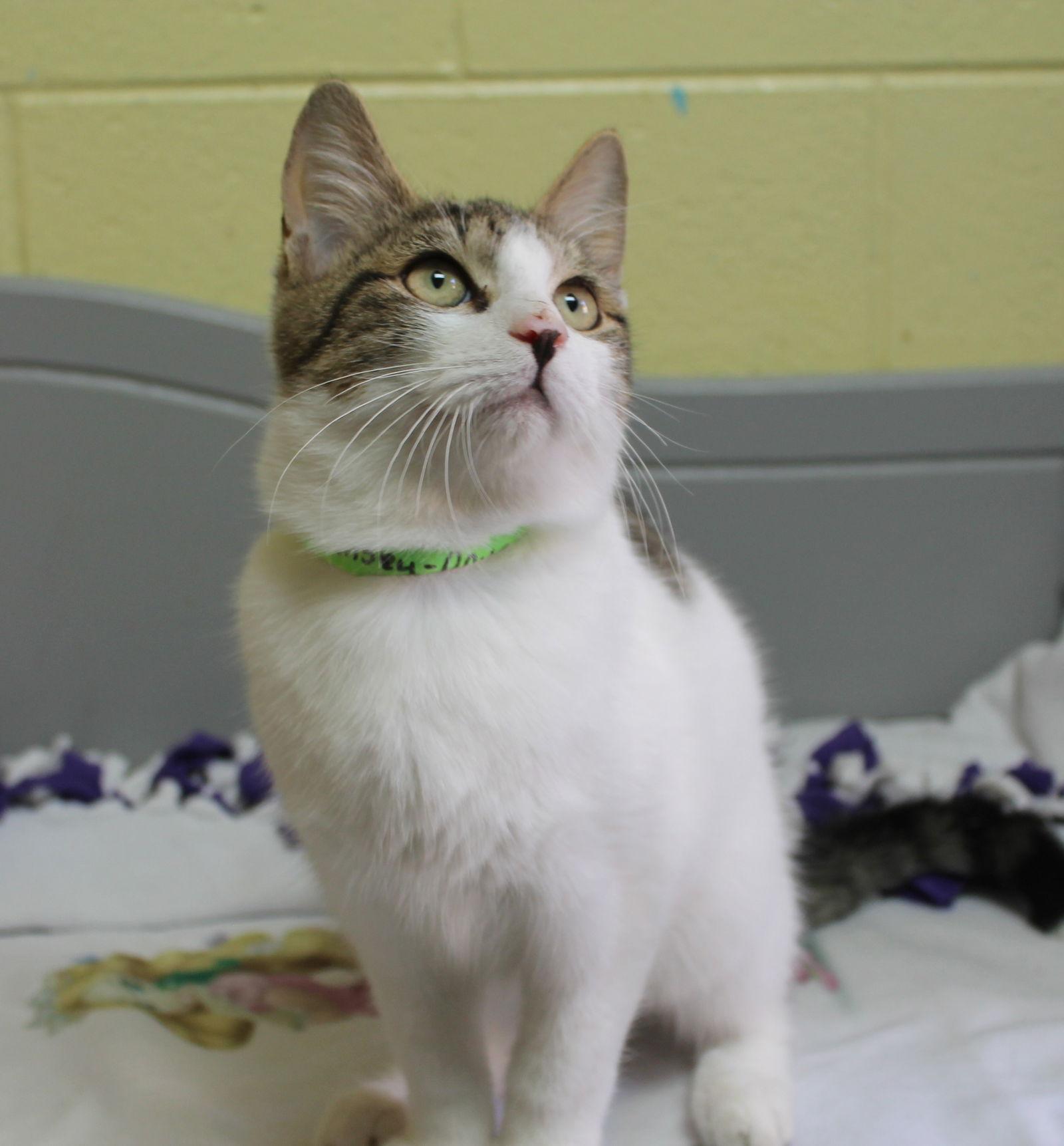 Enlarge Winsey - 42665, a Adoptable mixed breed in Prattville, AL image 1/3