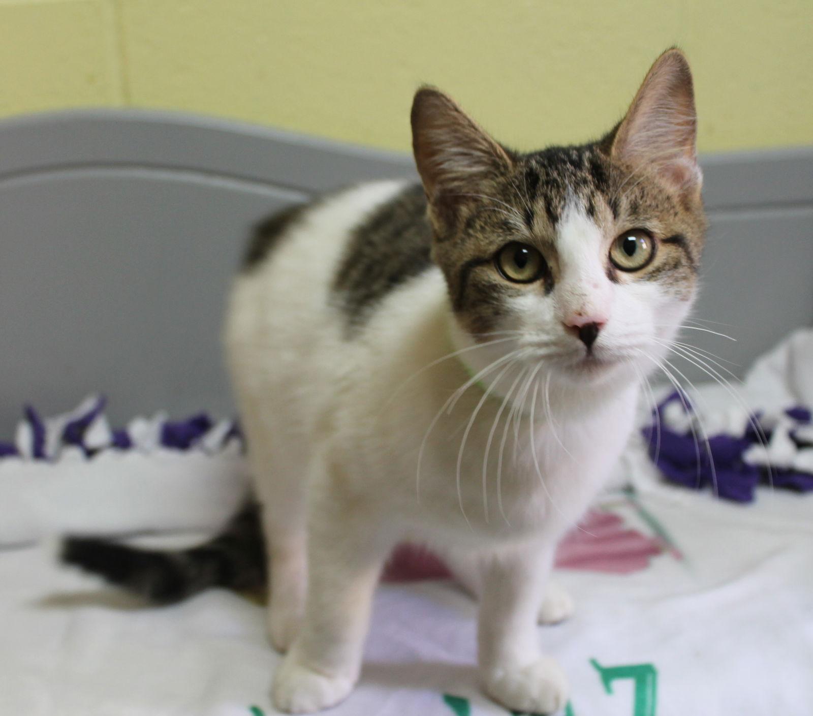 Enlarge Winsey - 42665, a Adoptable mixed breed in Prattville, AL image 2/3