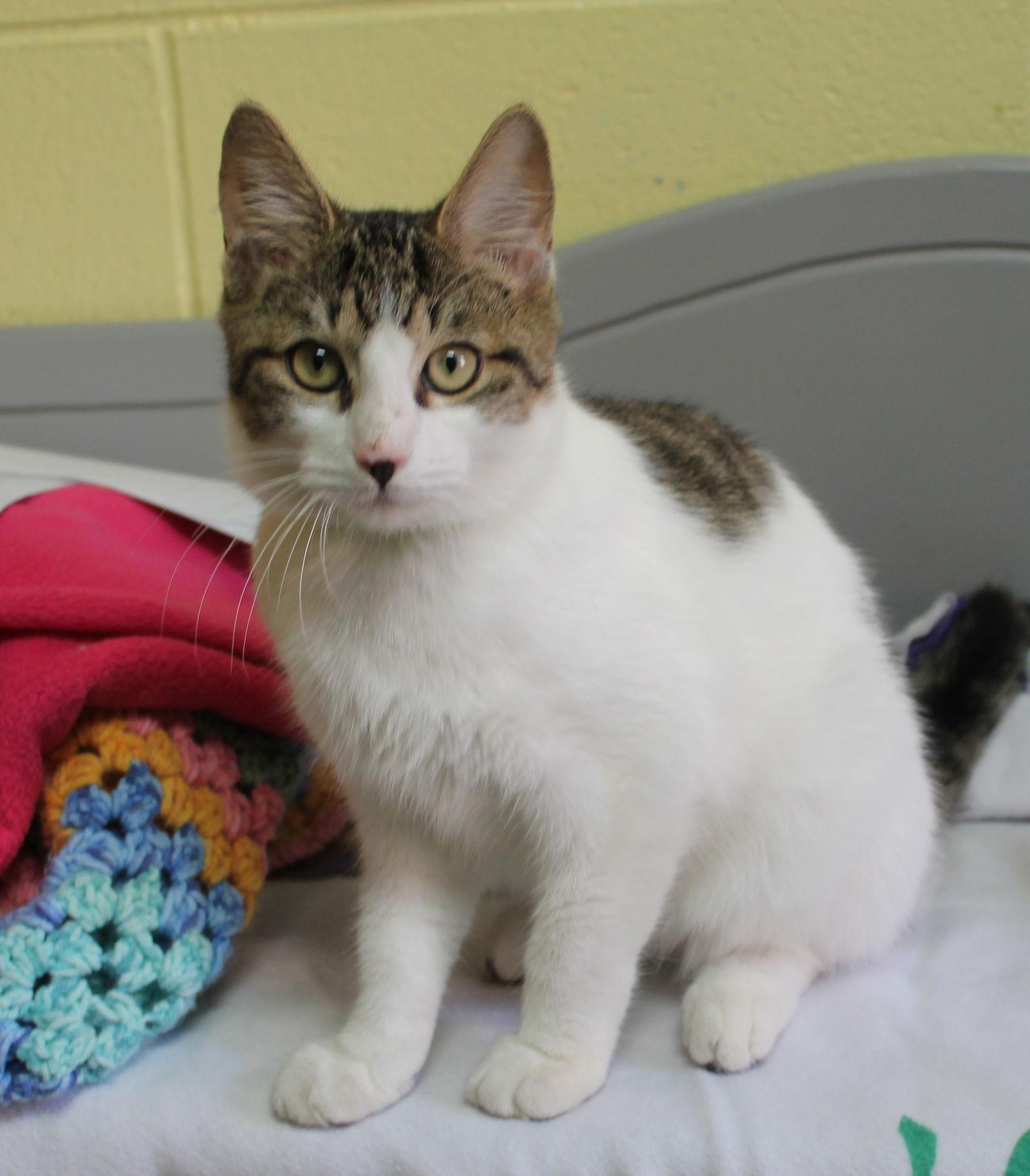 Enlarge Winsey - 42665, a Adoptable mixed breed in Prattville, AL image 3/3