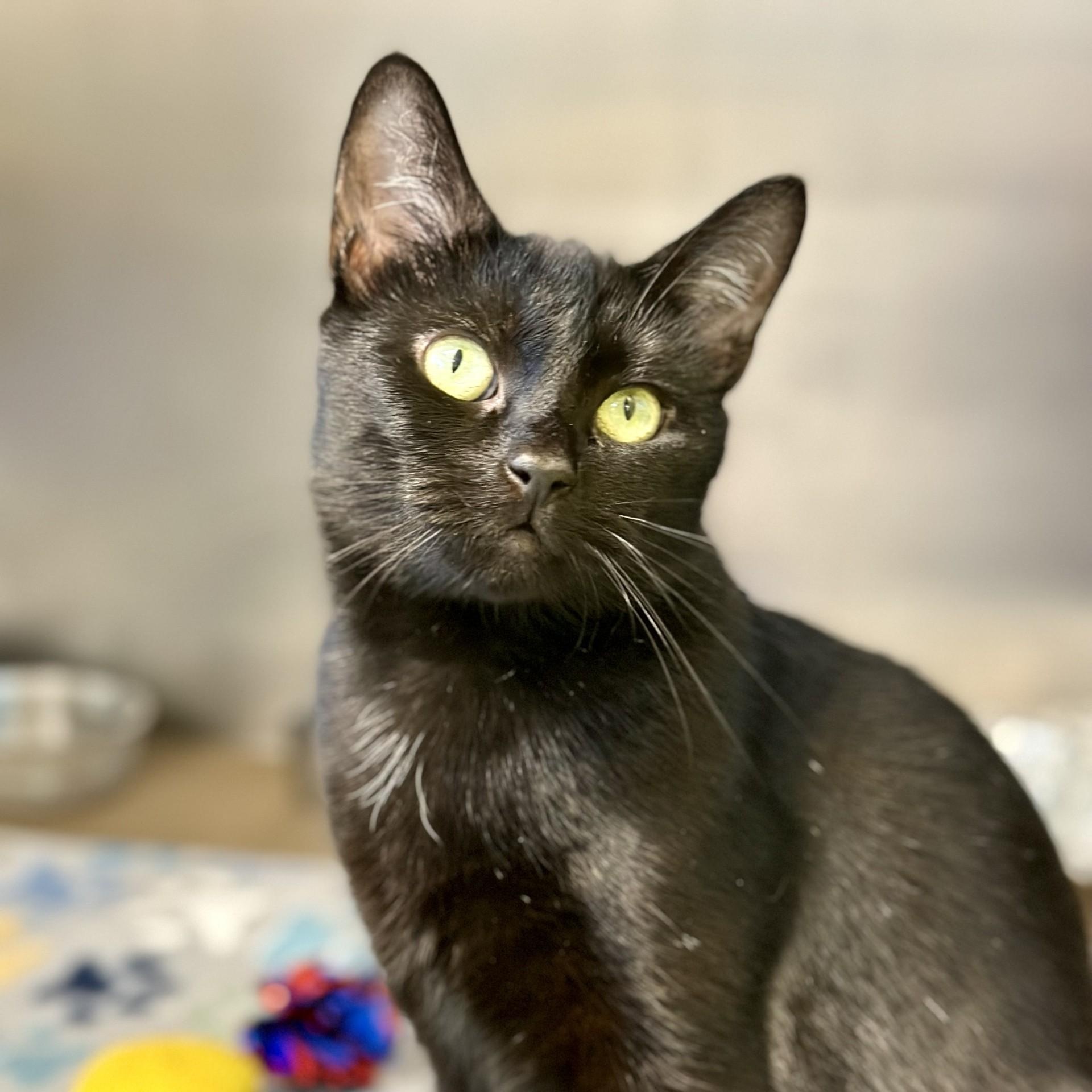 Enlarge Momma , a ADOPTABLE Domestic Short Hair in Jackson, NJ image 2/2