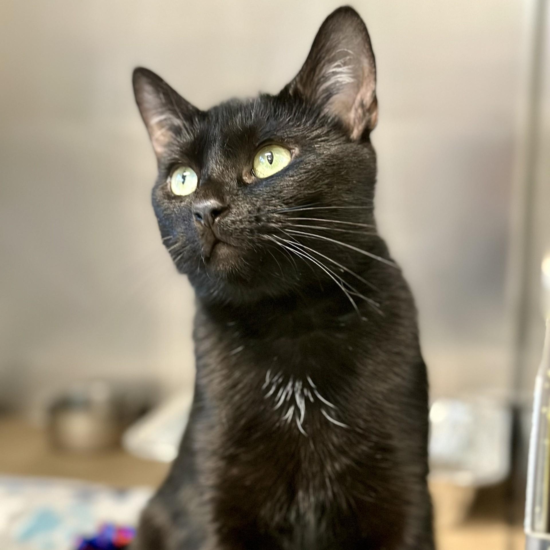 Enlarge Momma , a ADOPTABLE Domestic Short Hair in Jackson, NJ image 1/2