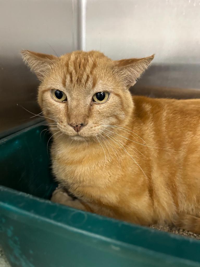 Red Fred, Adoptable, Adult Male Domestic Short Hair.
