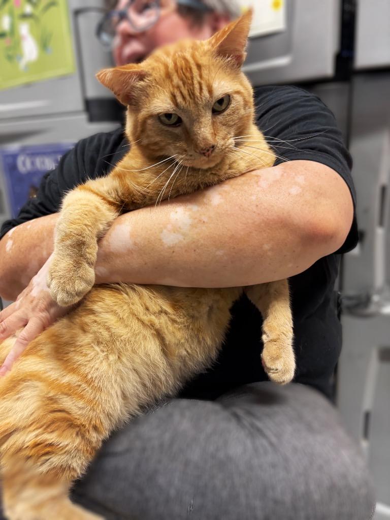 Red Fred, a Adoptable mixed breed in Thousand Oaks, CA image 2/2