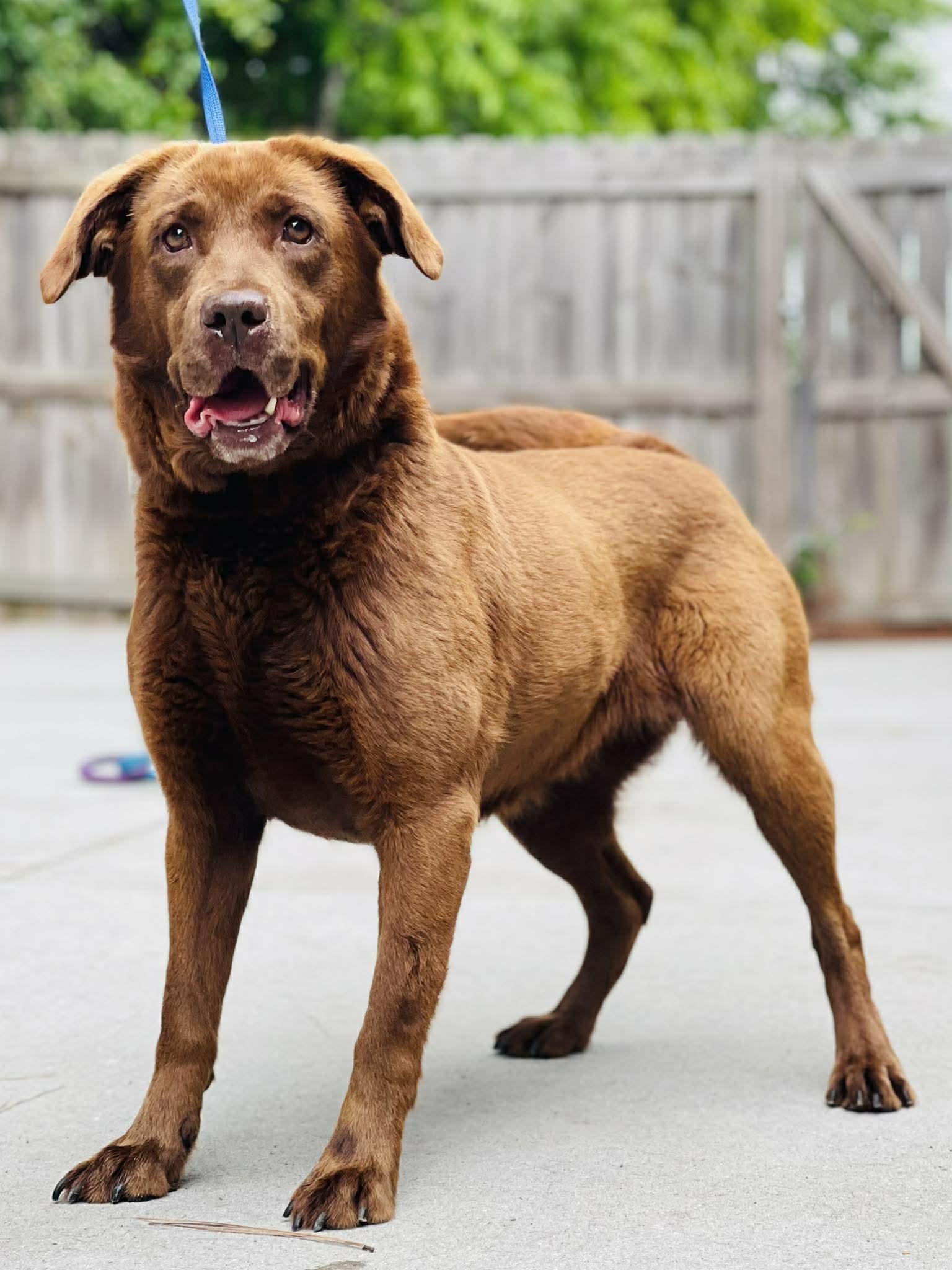 AC-4501 "Chloe", ADOPTABLE, Adult Female Chocolate Labrador Retriever.