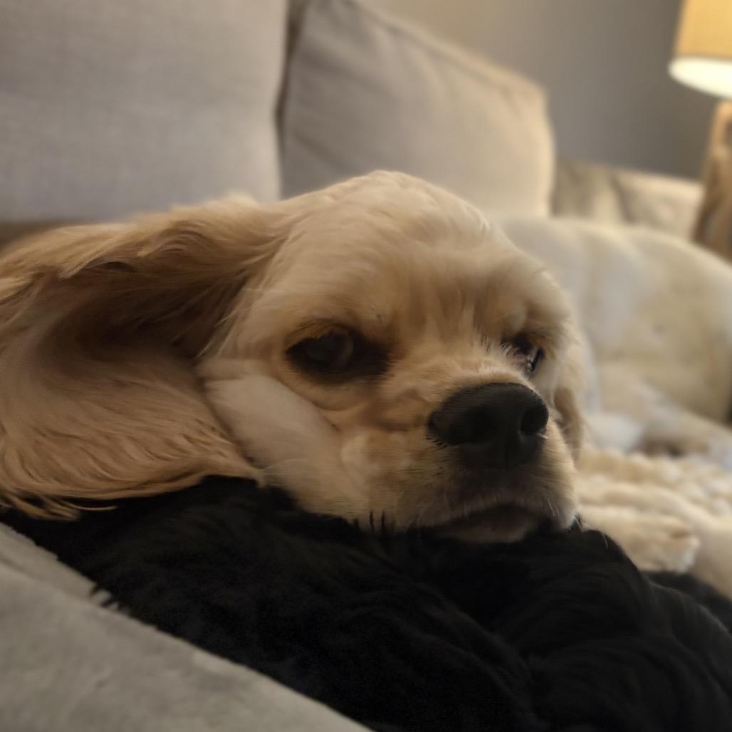 Apollo, Adoptable, Young Male Cocker Spaniel.