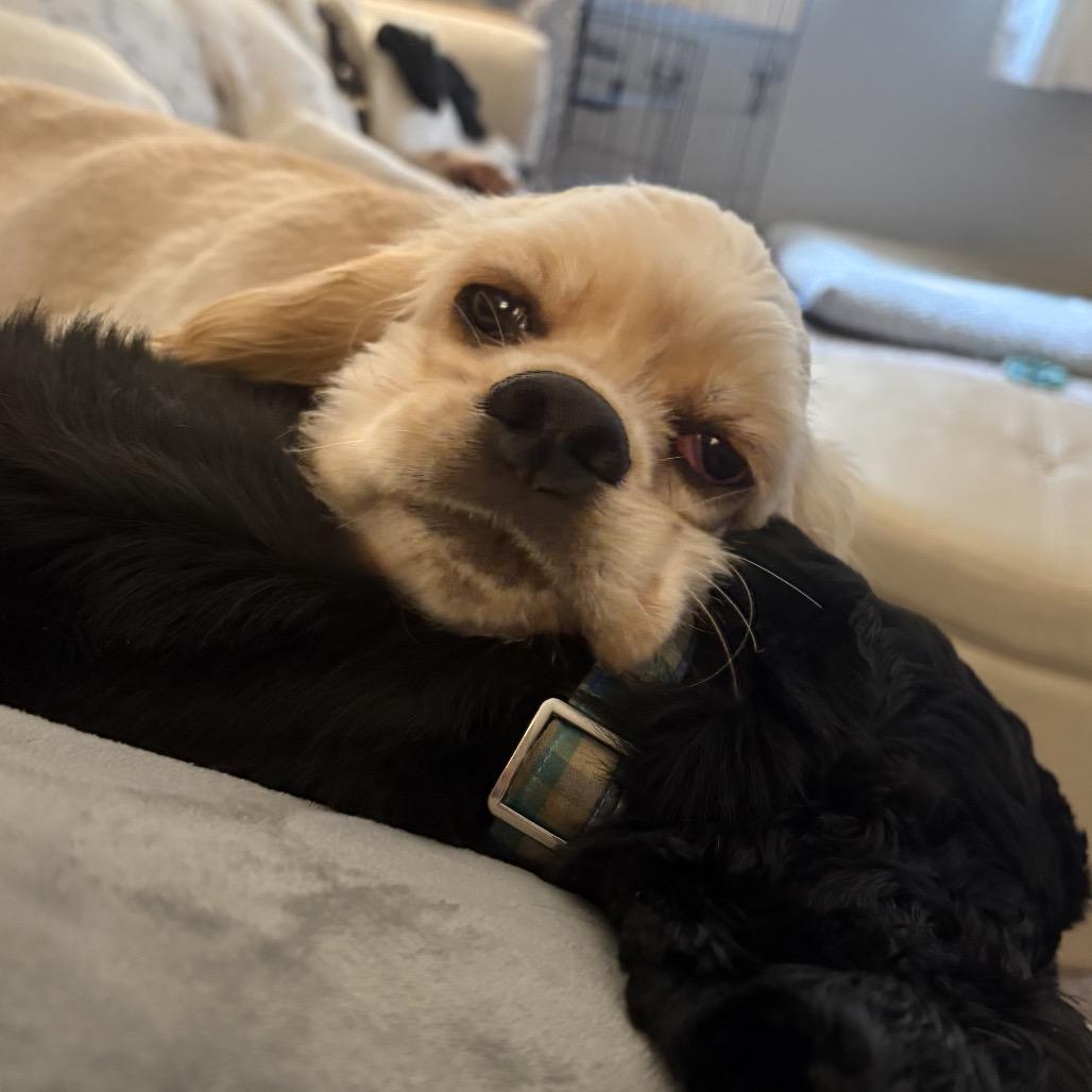 Enlarge Apollo, a Adoptable Cocker Spaniel in Crystal, MN image 2/6