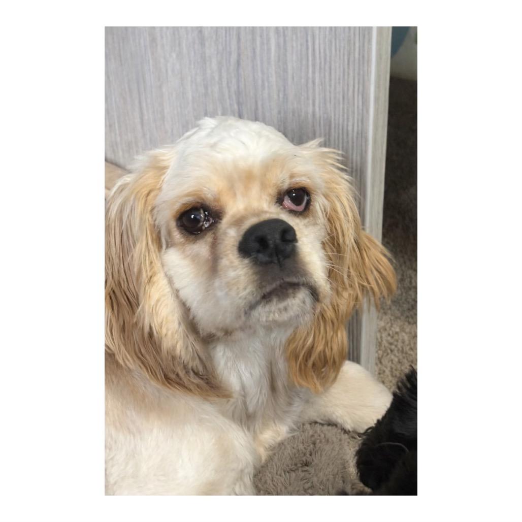 Enlarge Apollo, a Adoptable Cocker Spaniel in Crystal, MN image 3/6