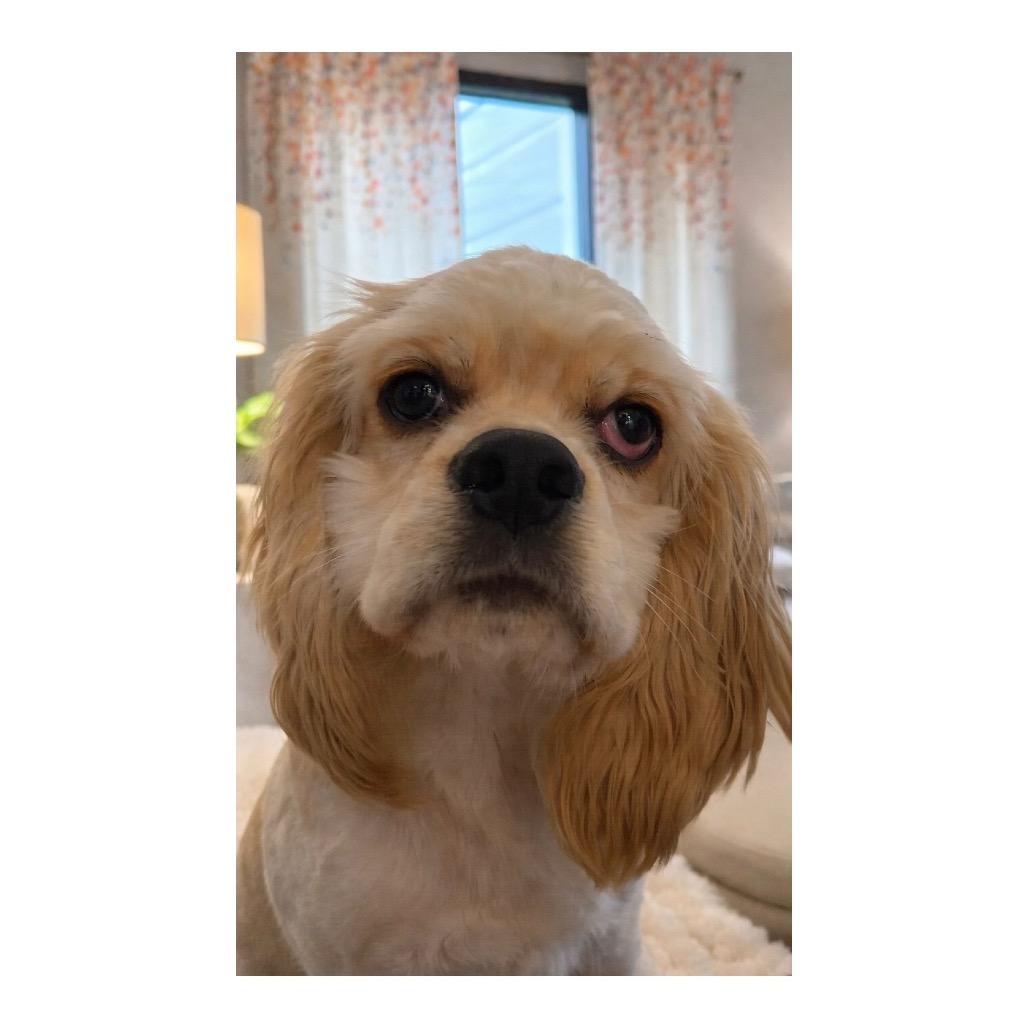 Enlarge Apollo, a Adoptable Cocker Spaniel in Crystal, MN image 4/6