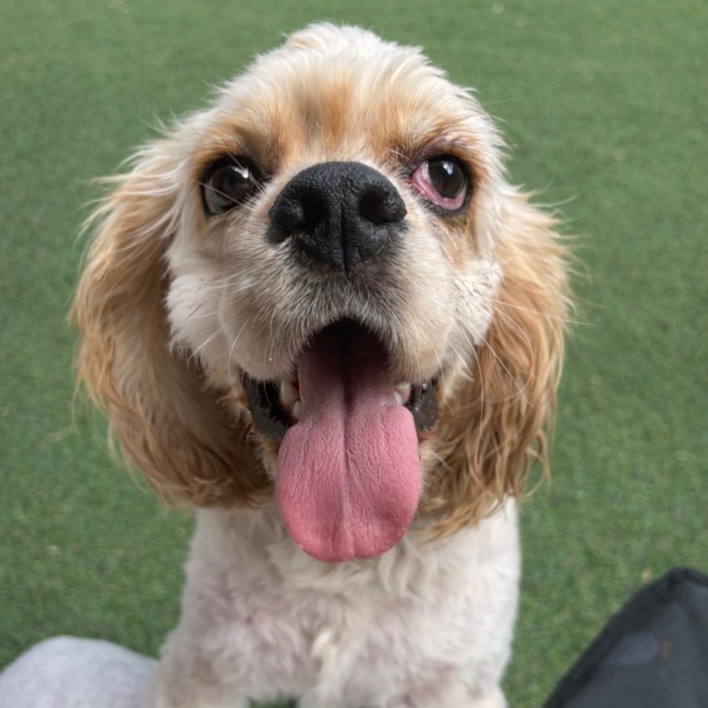 Enlarge Apollo, a Adoptable Cocker Spaniel in Crystal, MN image 5/6