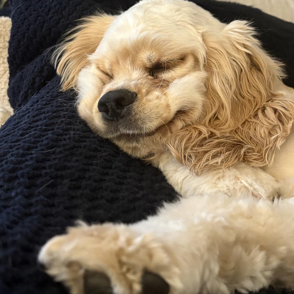 Enlarge Apollo, a Adoptable Cocker Spaniel in Crystal, MN image 6/6