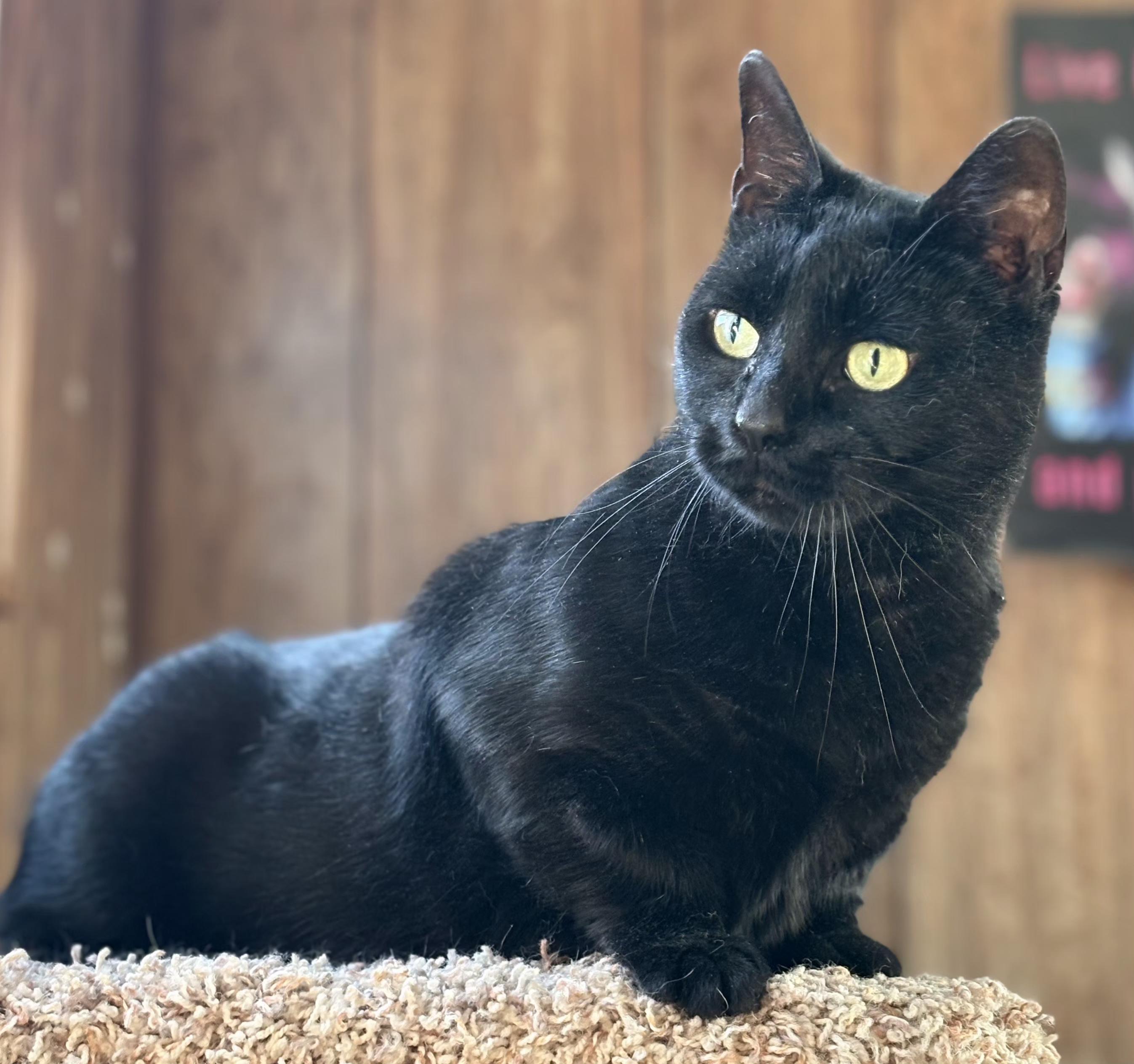 Enlarge Ripley, a ADOPTABLE Domestic Short Hair in Linden, NJ image 1/6