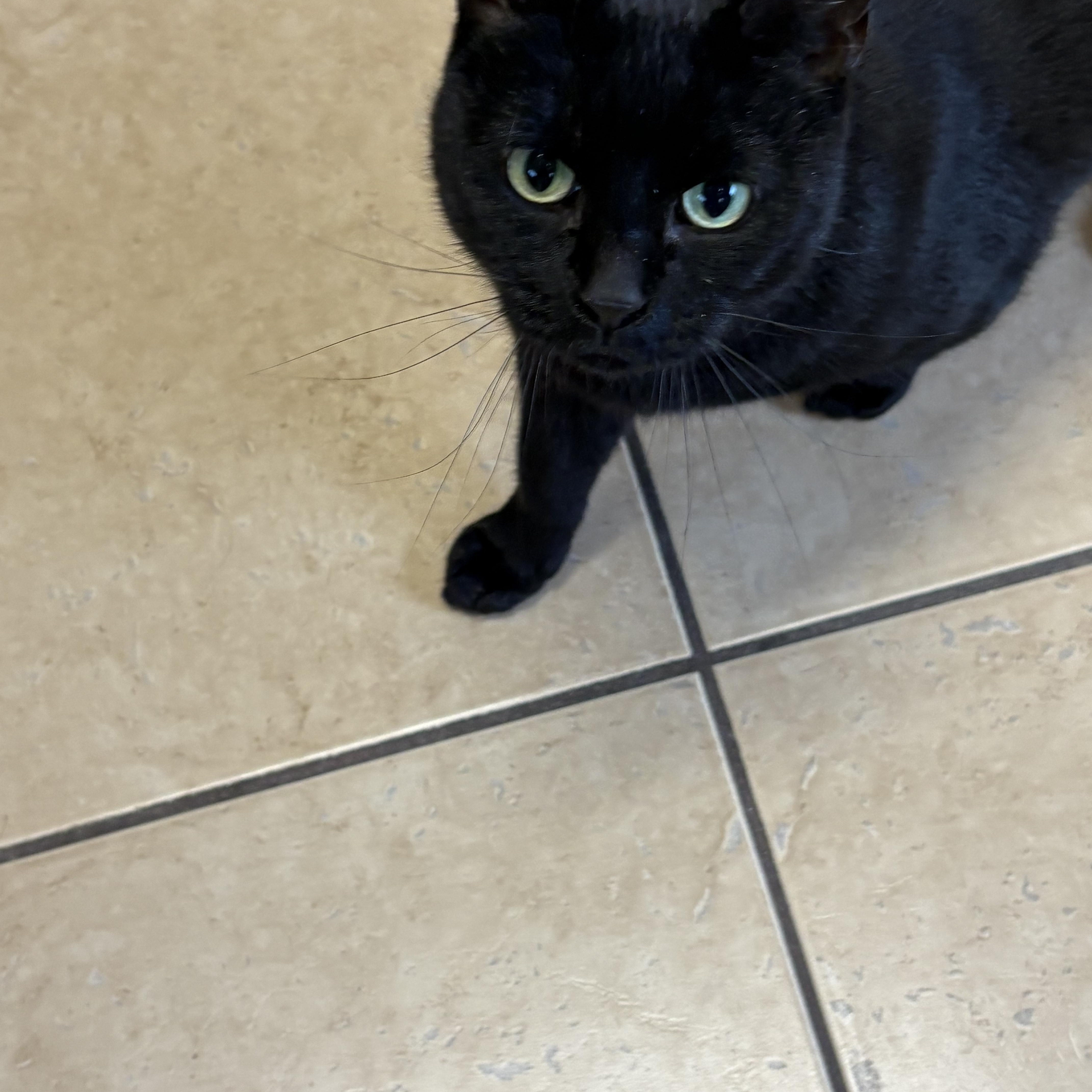 Enlarge Ripley, a ADOPTABLE Domestic Short Hair in Linden, NJ image 2/5