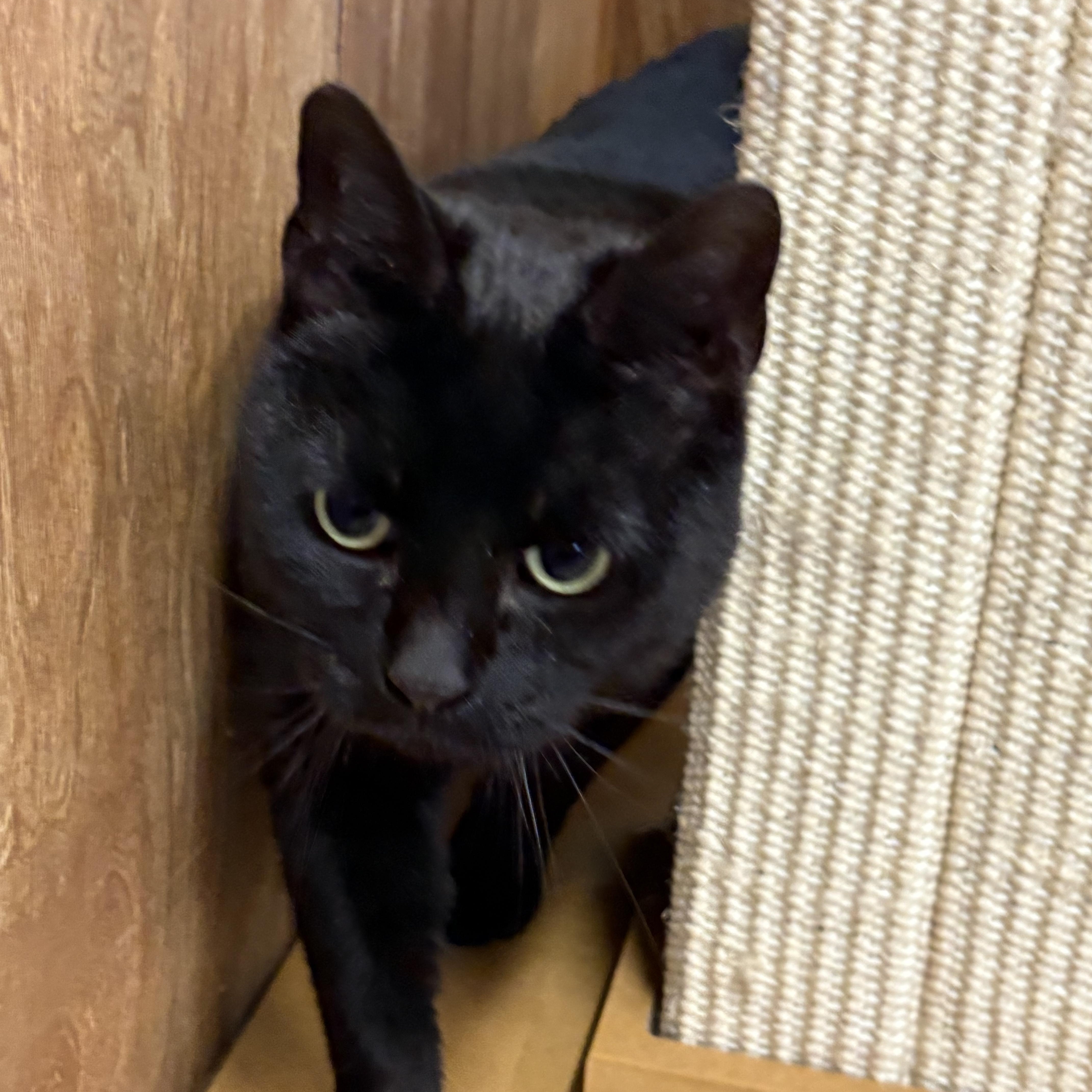 Ripley, ADOPTABLE, Young Female Domestic Short Hair.