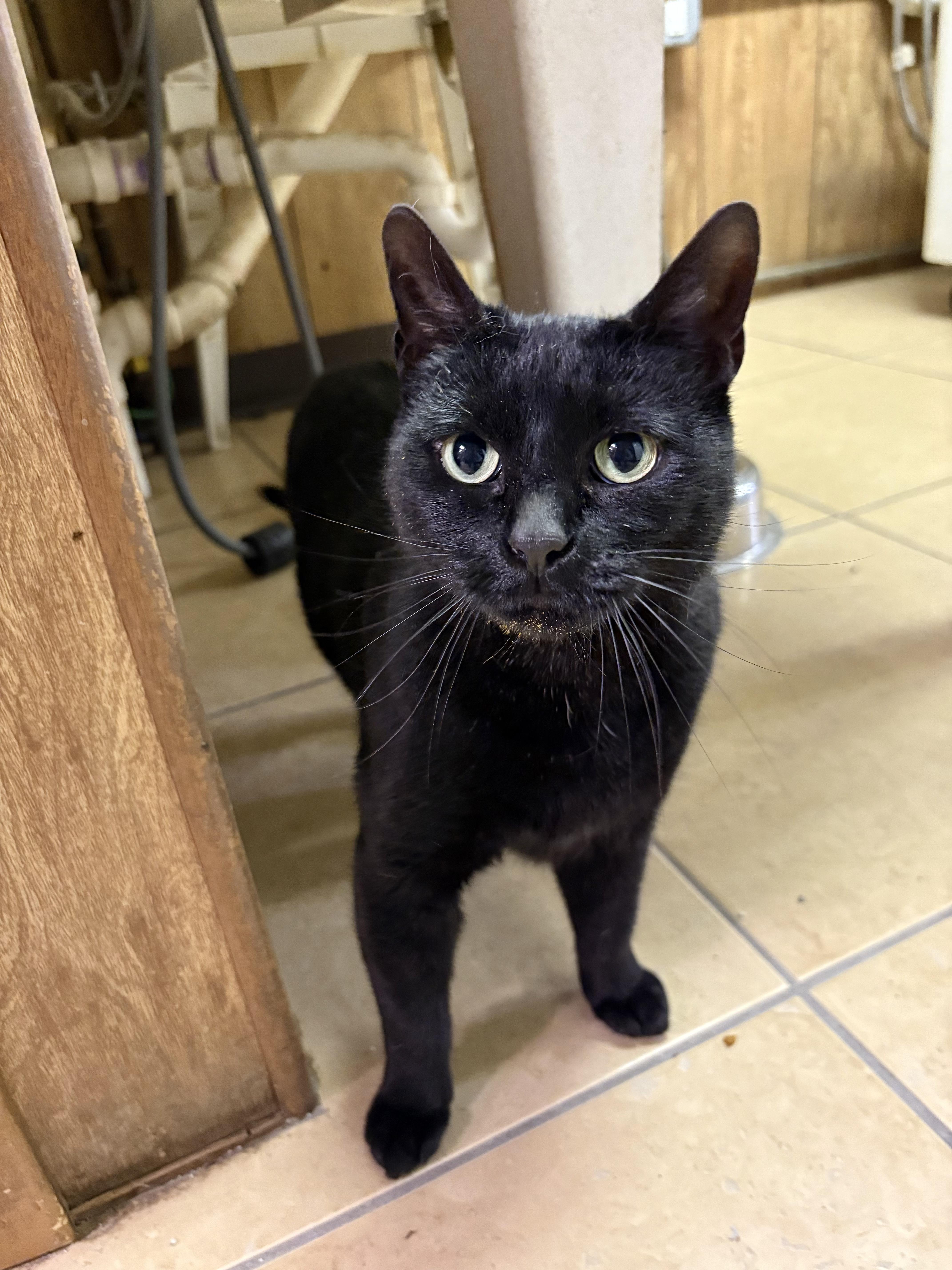 Enlarge Ripley, a ADOPTABLE Domestic Short Hair in Linden, NJ image 1/6