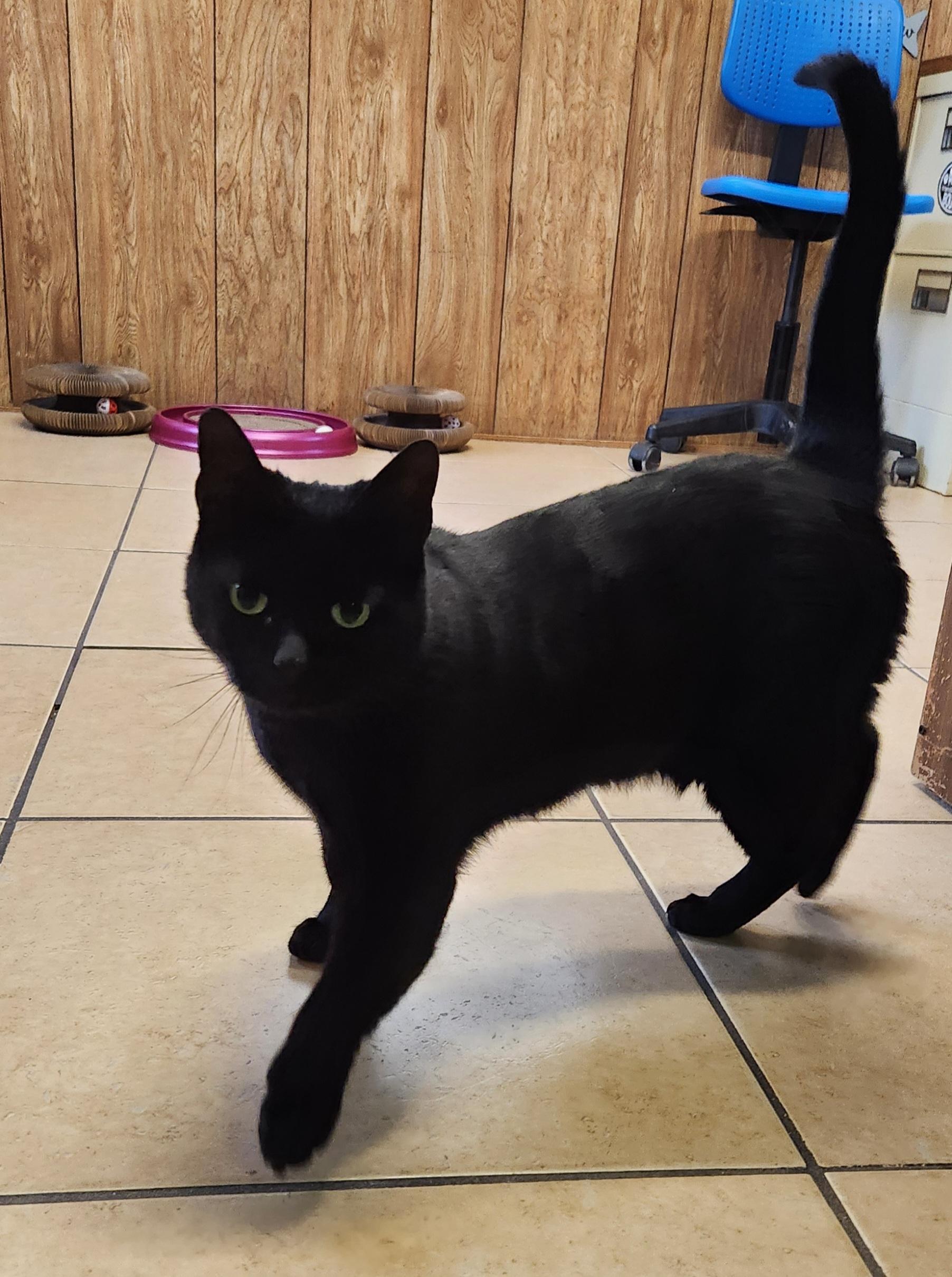 Ripley, ADOPTABLE, Young Female Domestic Short Hair.