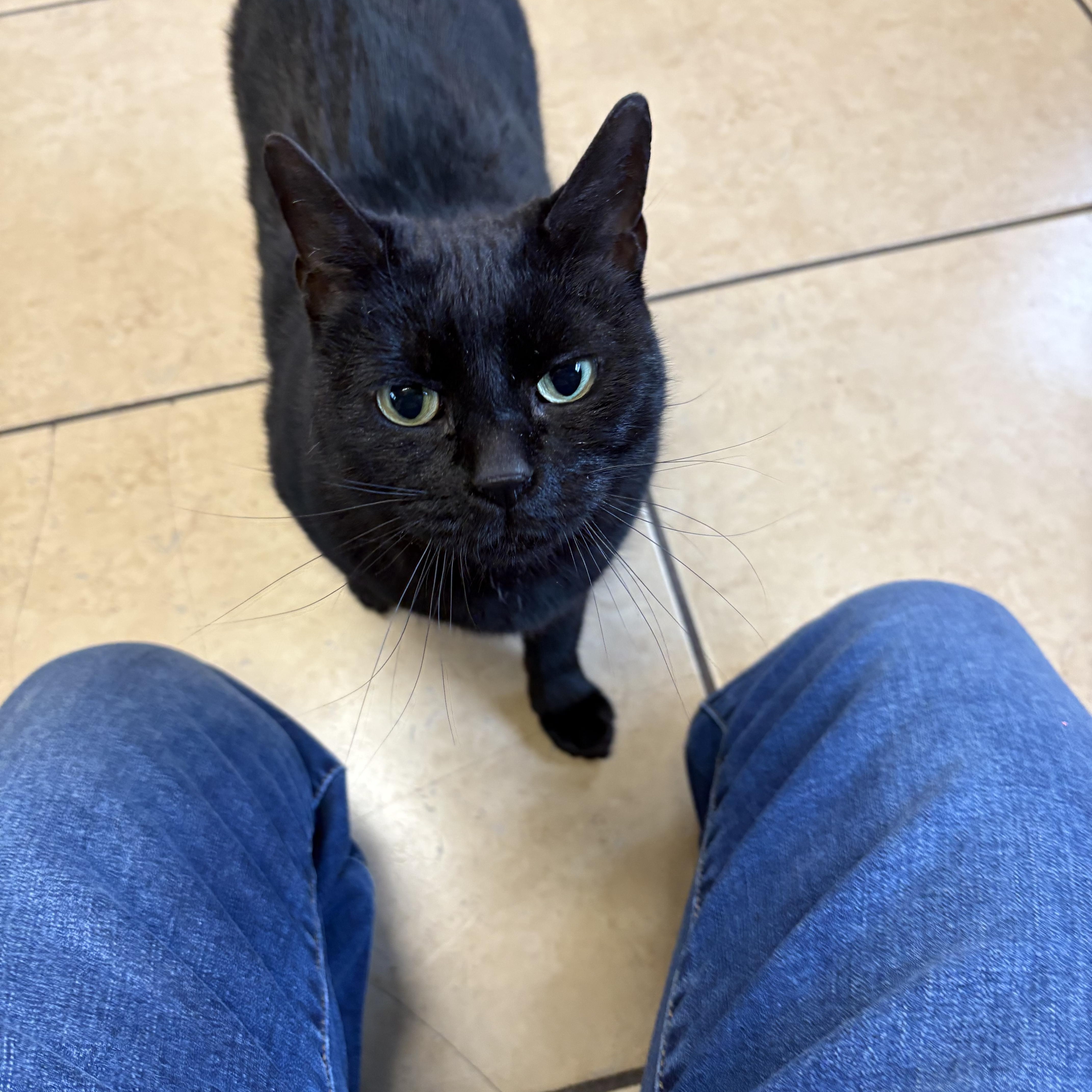 Ripley, ADOPTABLE, Young Female Domestic Short Hair.