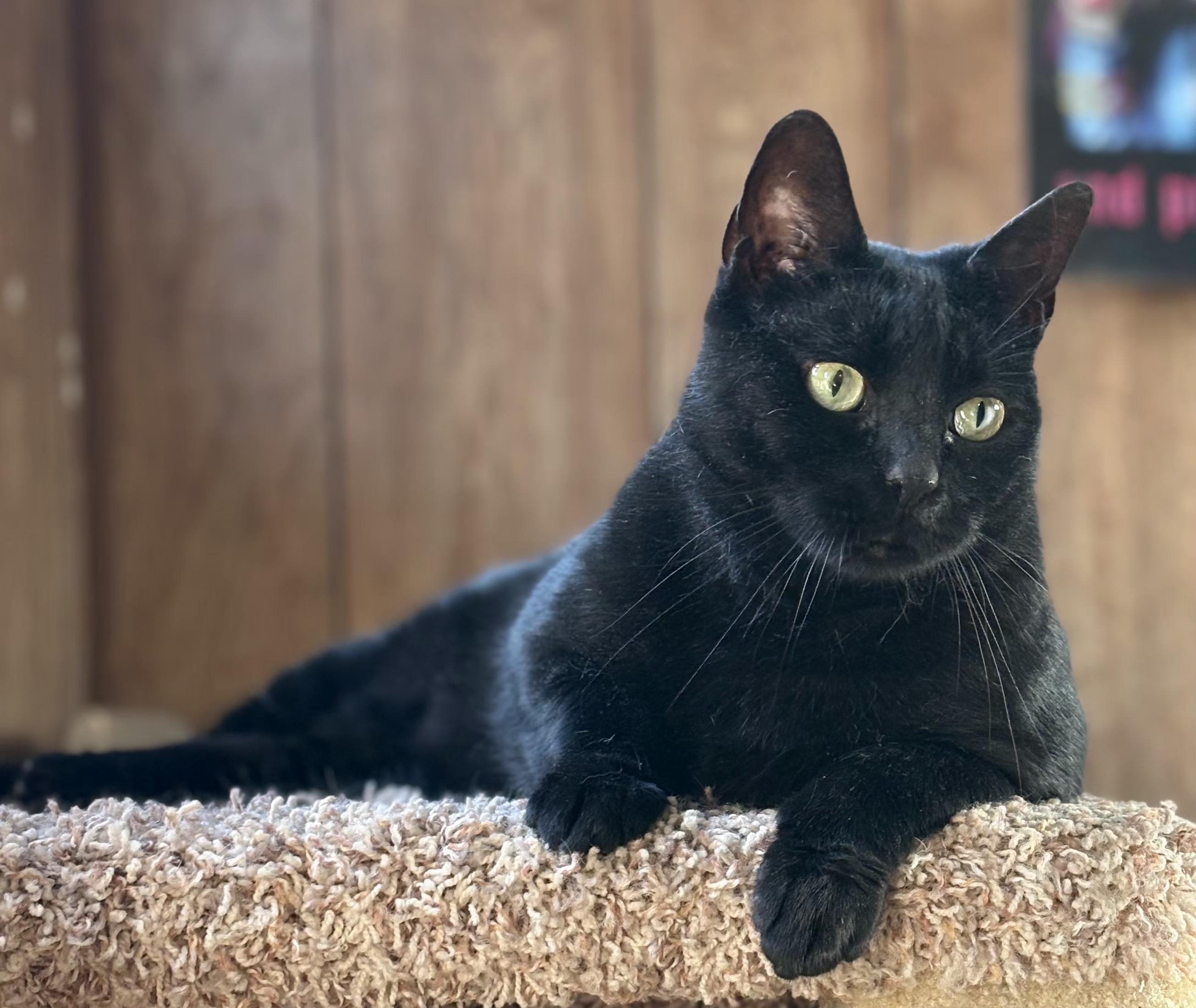 Enlarge Ripley, a ADOPTABLE Domestic Short Hair in Linden, NJ image 6/6