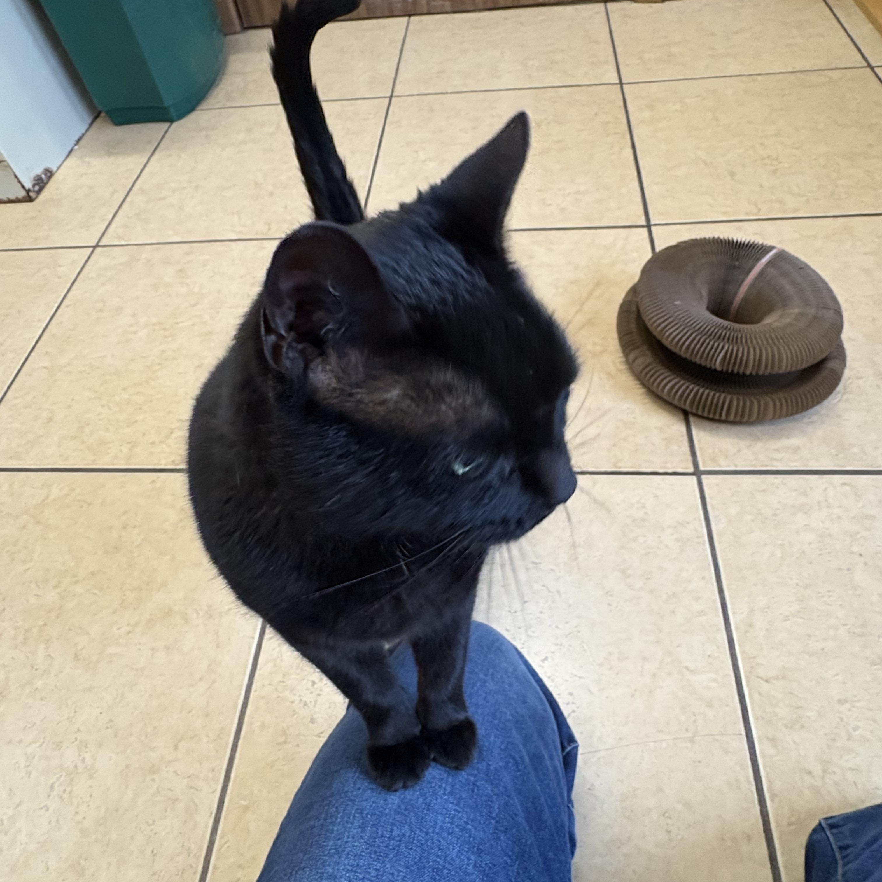 Enlarge Ripley, a ADOPTABLE Domestic Short Hair in Linden, NJ image 5/5