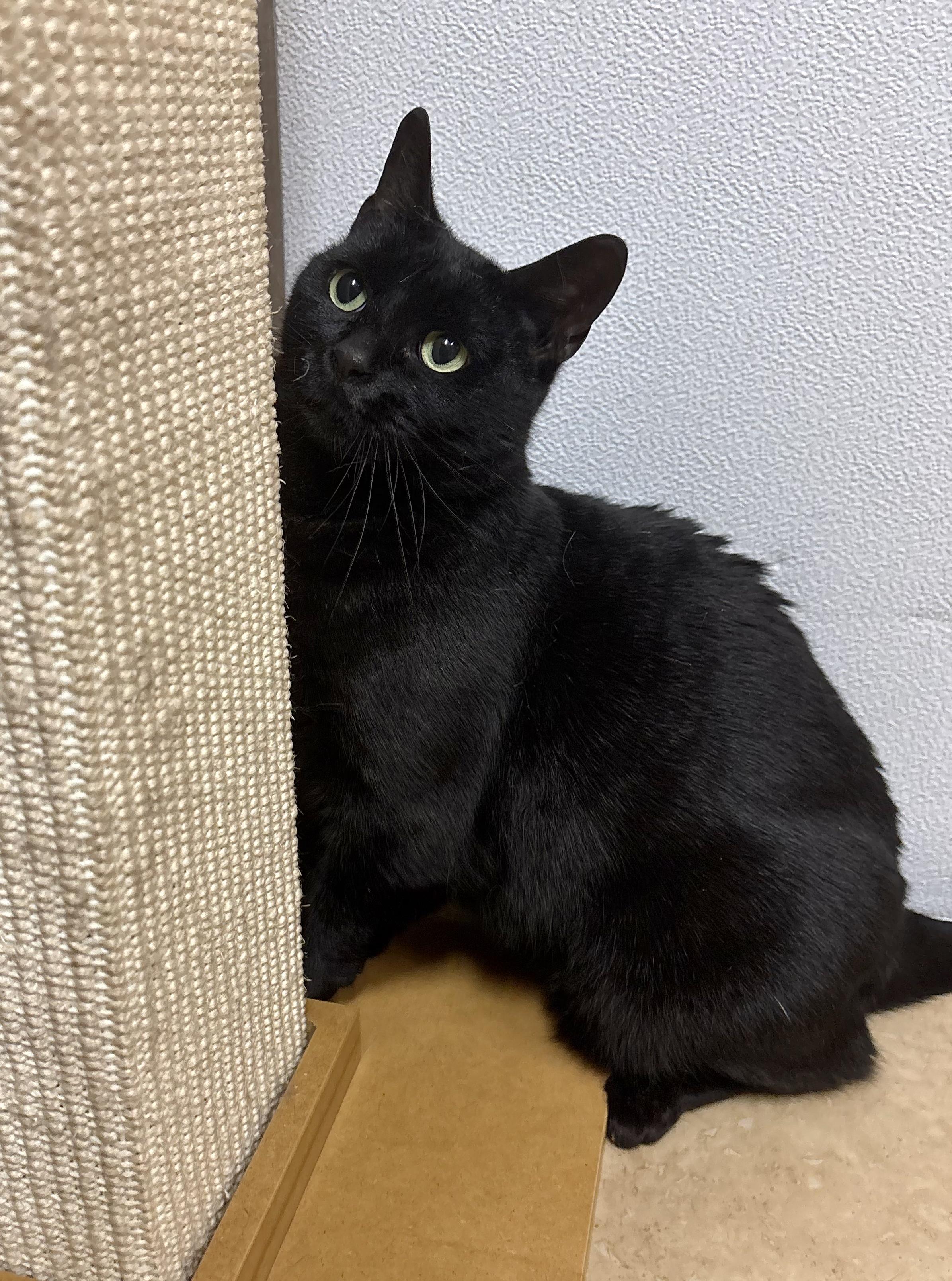 Enlarge Ripley, a ADOPTABLE Domestic Short Hair in Linden, NJ image 5/6