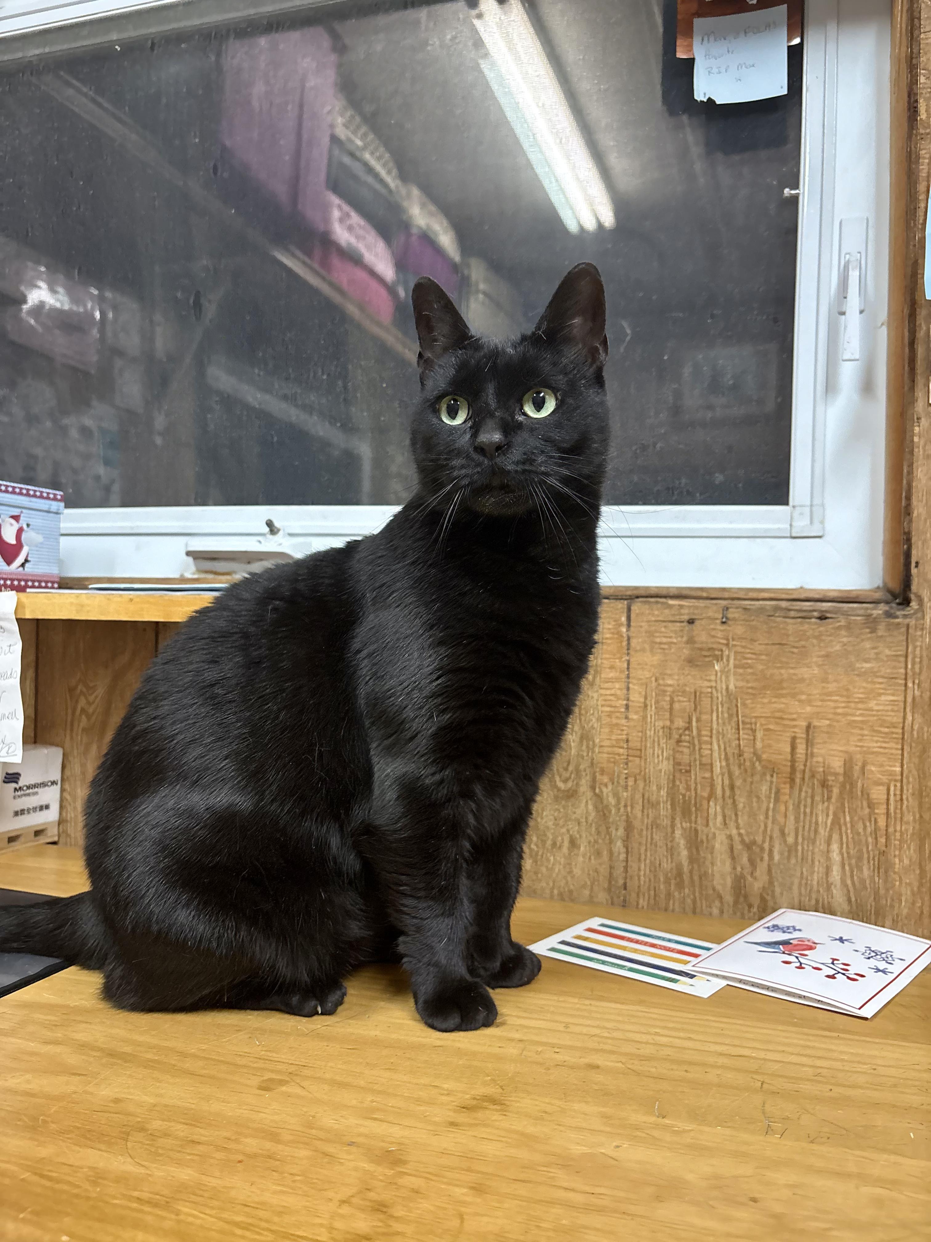 Enlarge Ripley, a ADOPTABLE Domestic Short Hair in Linden, NJ image 4/6