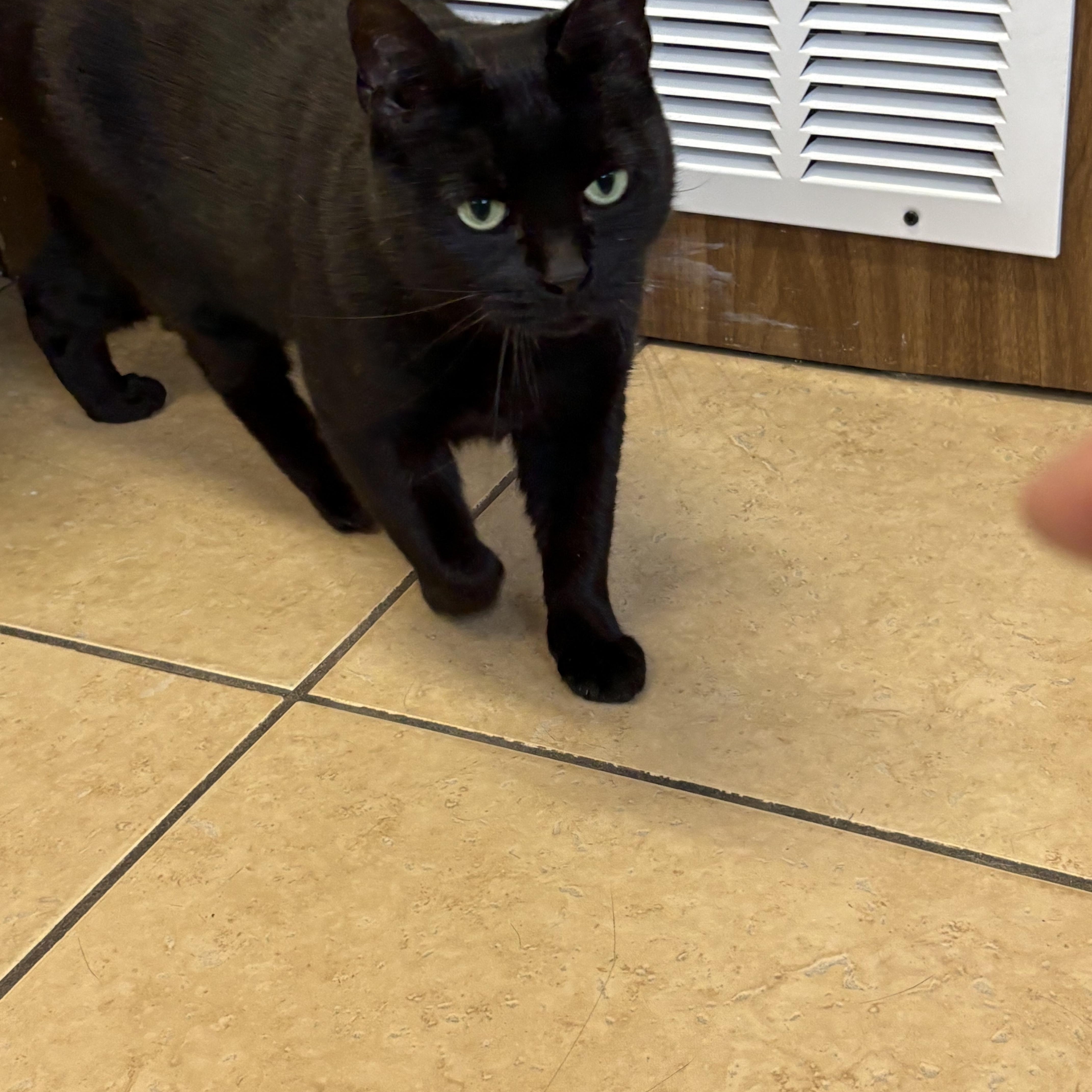 Enlarge Ripley, a ADOPTABLE Domestic Short Hair in Linden, NJ image 3/5