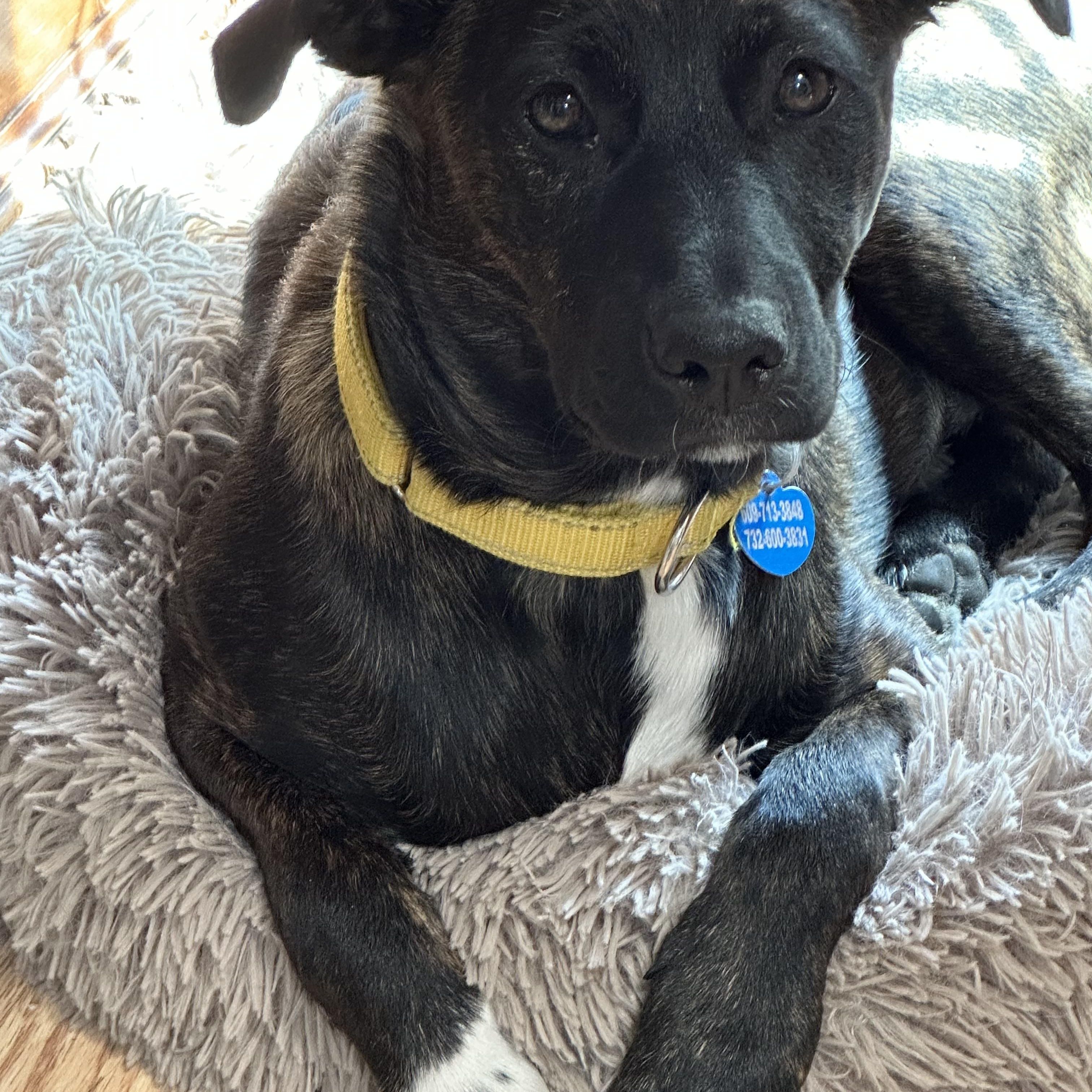 Valentina, Adoptable, Young Female Boston Terrier.