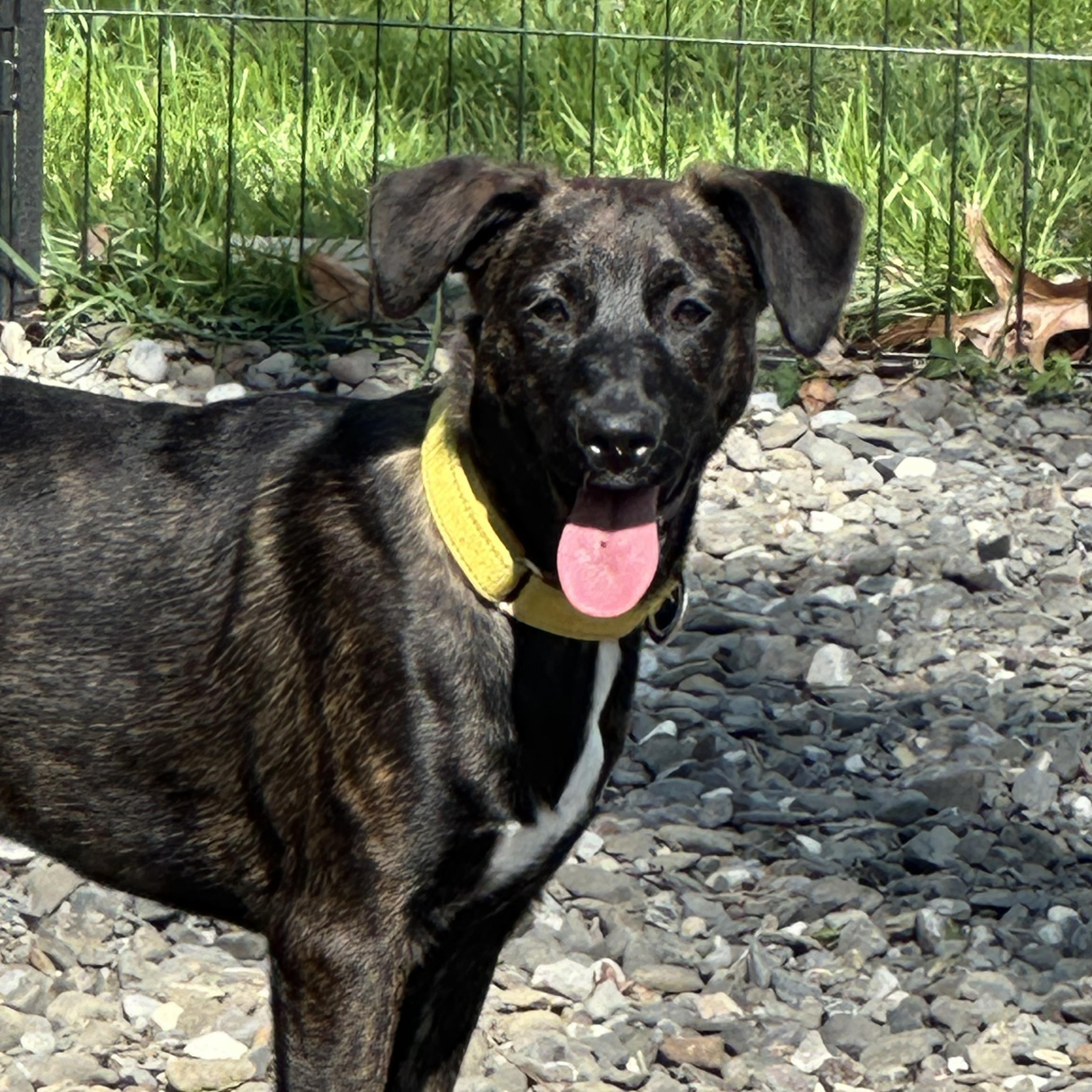 Valentina, a Adoptable mixed breed in Manahawkin, NJ image 2/4