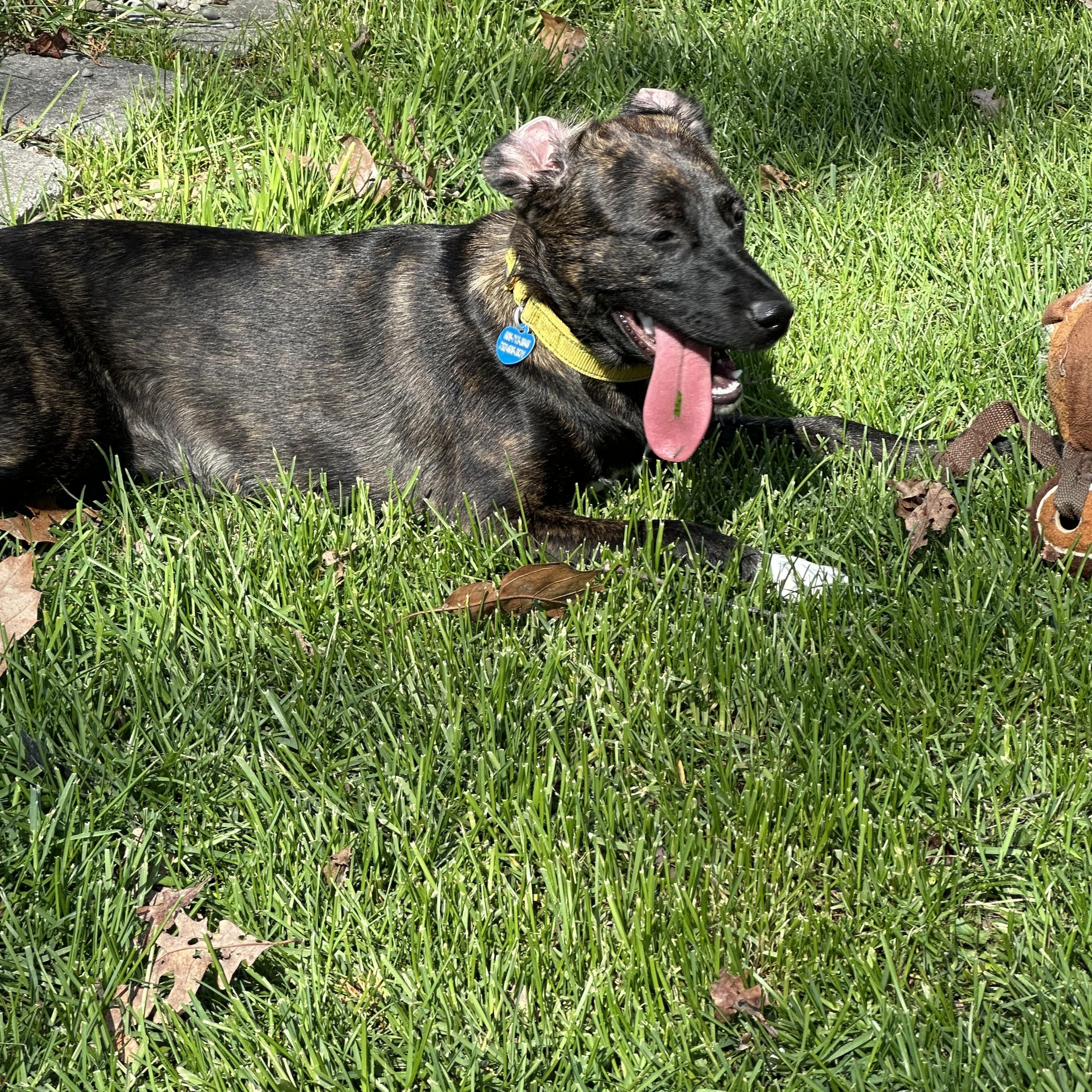 Valentina, a Adoptable mixed breed in Manahawkin, NJ image 3/4