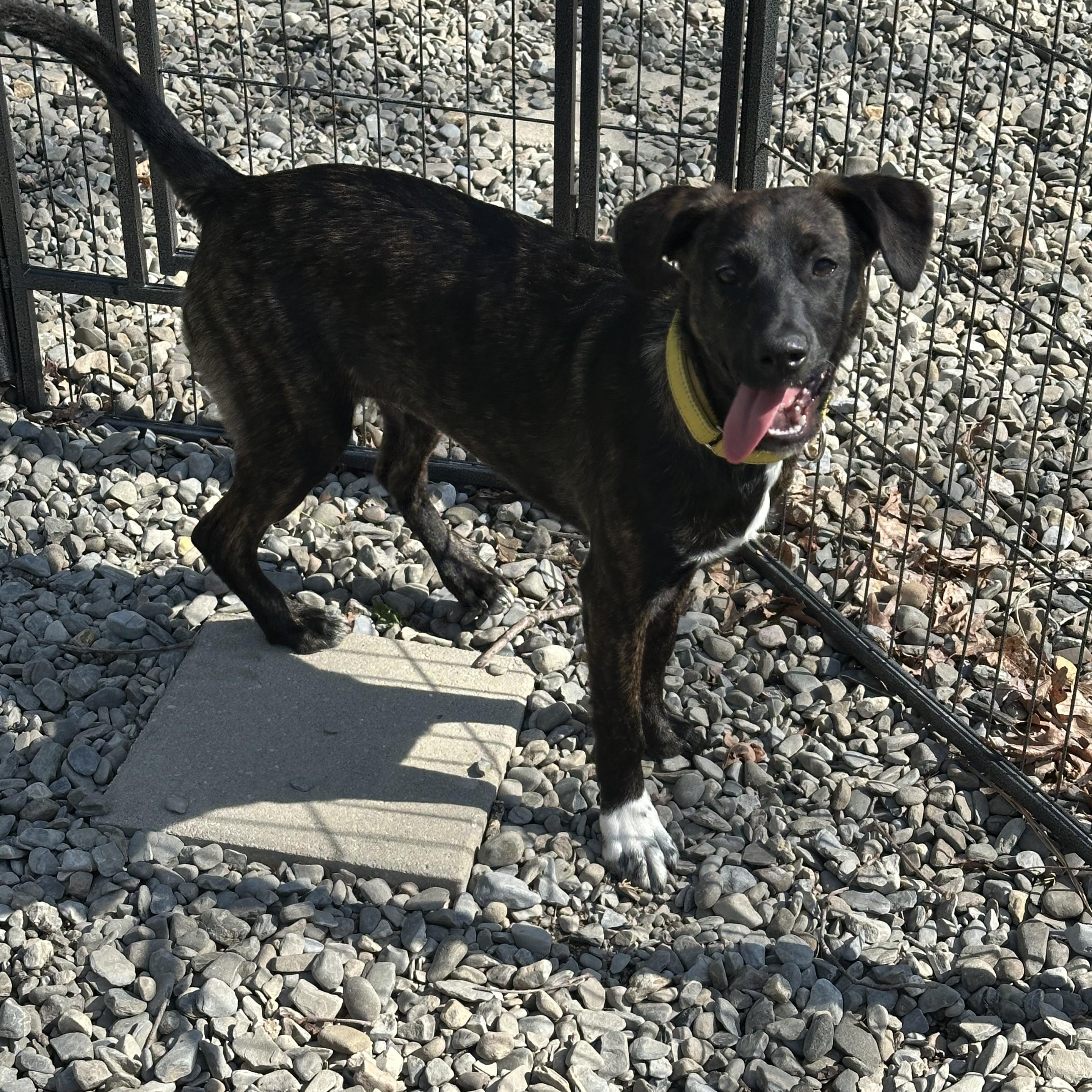 Valentina, a Adoptable mixed breed in Manahawkin, NJ image 4/4