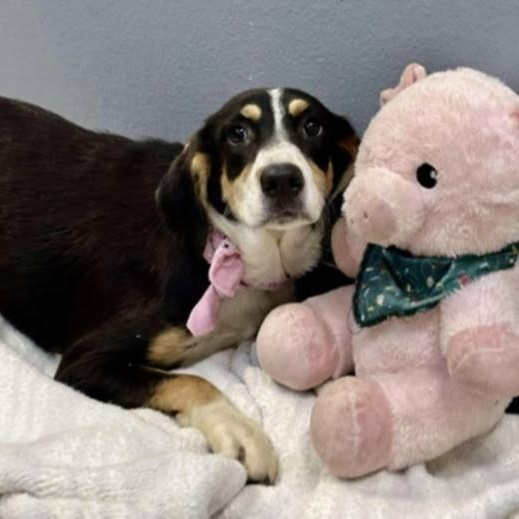 Enlarge Lucy fka Indigo, a Adoptable mixed breed in Bronx, NY image 6/6